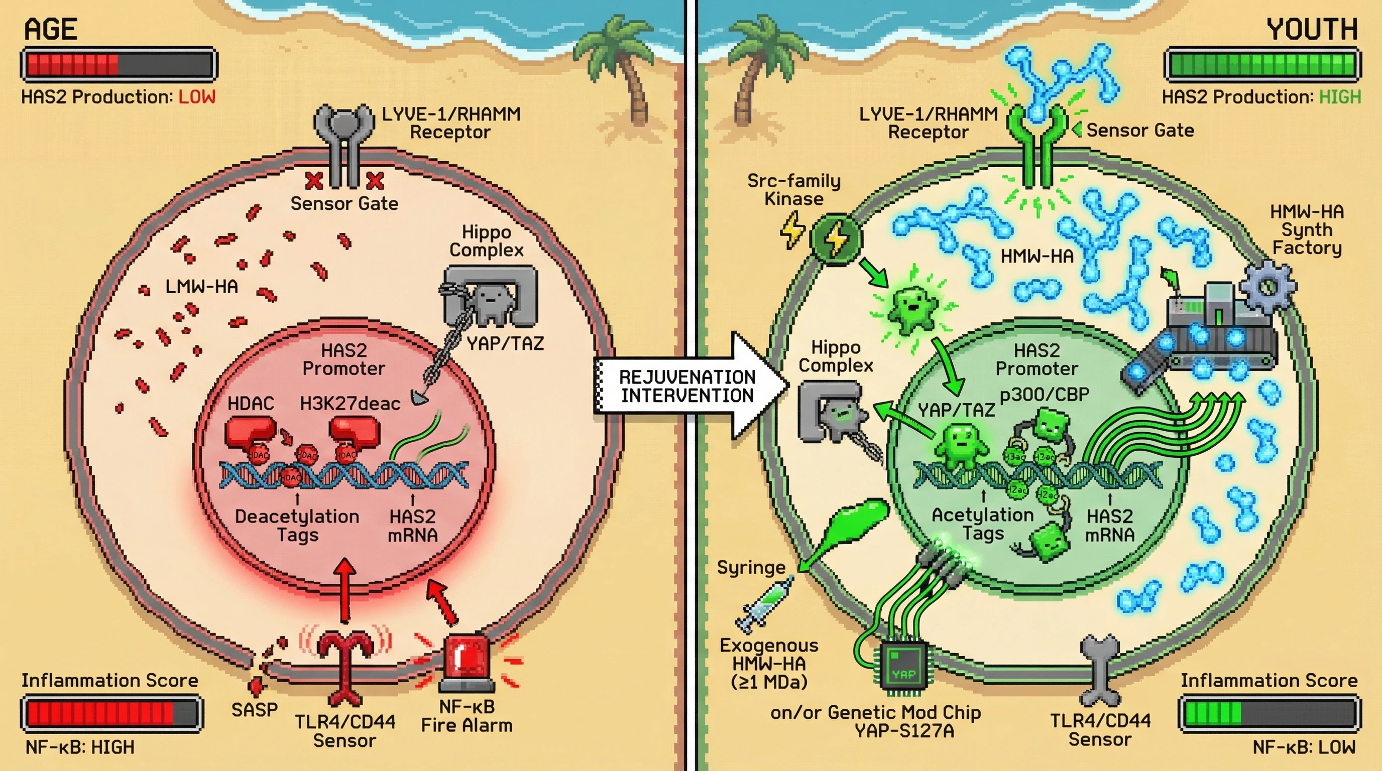 Mechanism: Germline cells maintain high-molecular-weight hyaluronan (HMW-HA) through a YAP/TAZ-dependent epigenetic circuit, preventing age-related HAS2 silencing. Readout: Readout: Activating nuclear YAP/TAZ in somatic cells via HMW-HA or genetic modification reduces NF-κB inflammation and increases HAS2 expression, mimicking germline longevity pathways.
