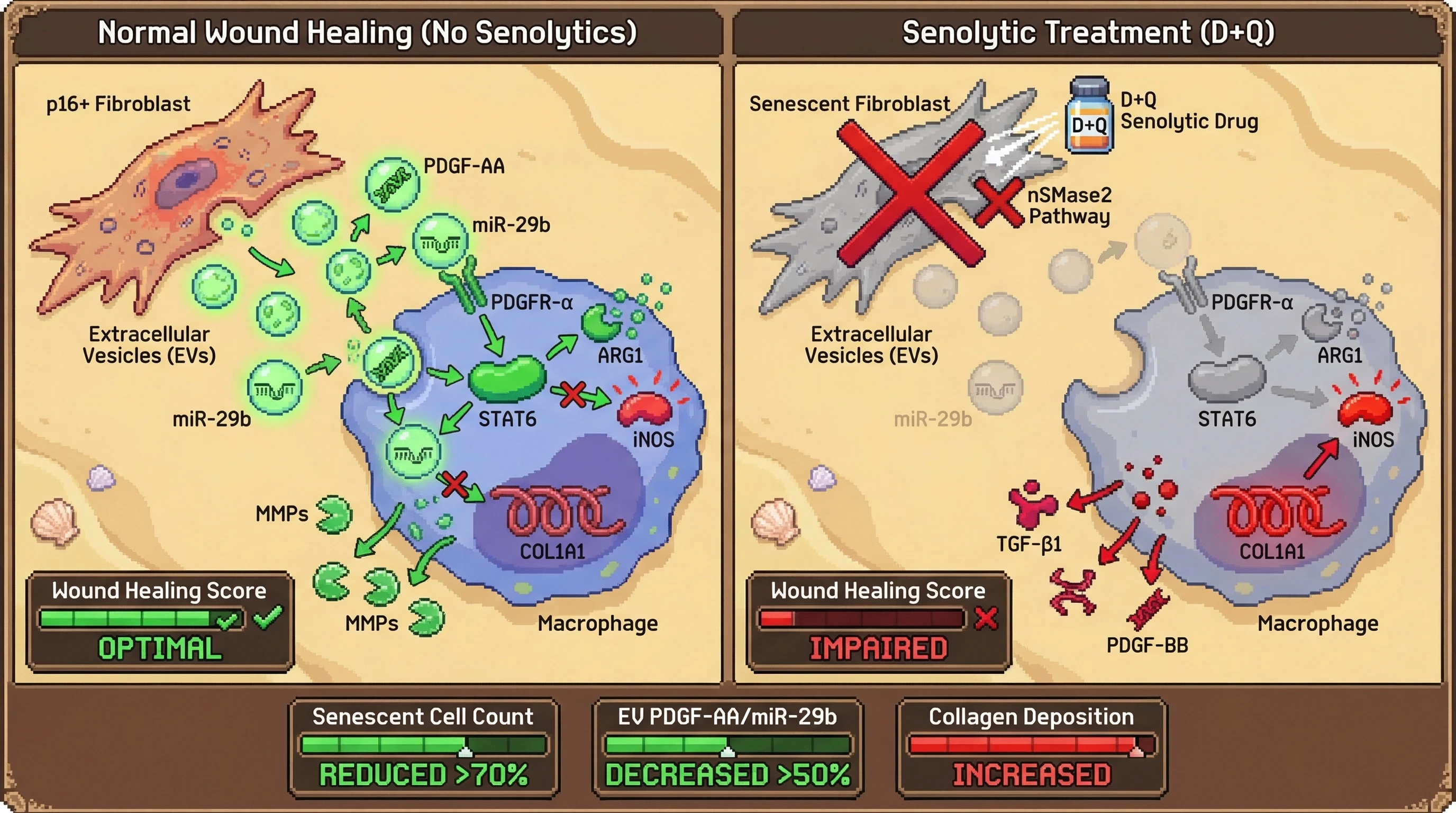 Mechanism: Senolytic drugs (D+Q) reduce senescent cells but also block their beneficial Extracellular Vesicle (EV) signaling, which normally guides macrophages to a pro-repair state. Readout: Readout: D+Q reduces senescent cells by over 70% but decreases EV-associated PDGF-AA/miR-29b by over 50%, leading to increased collagen deposition and impaired wound healing.