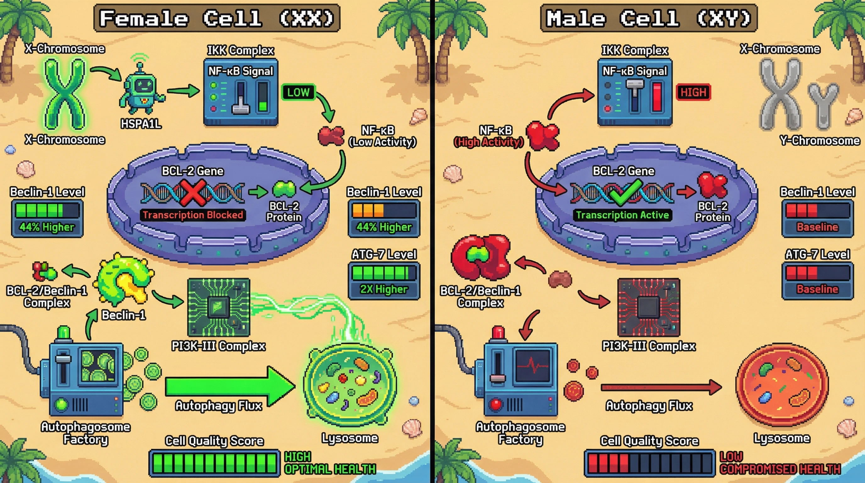 Infographic for: X‑linked escapee HSPA1L modulates BCL‑2 transcription to underlie female autophagy superiority