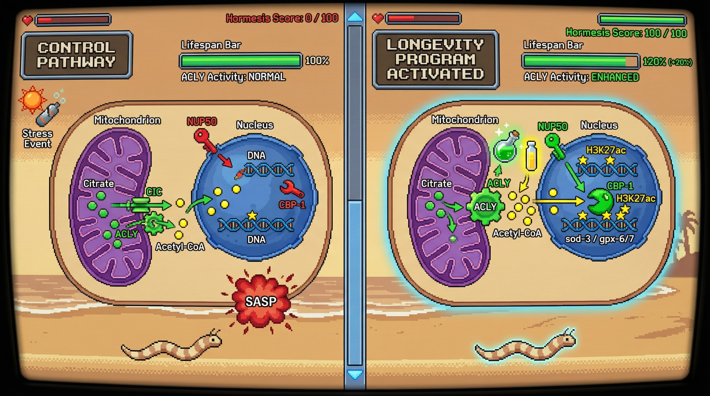 Infographic for: Hormetic Epigenetic Memory Is Sustained by Mitochondrial Citrate‑Derived Acetyl‑CoA, Enabling Stress‑Free Longevity When the ACLY‑NUP50‑CBP‑1 Axis Is Activated