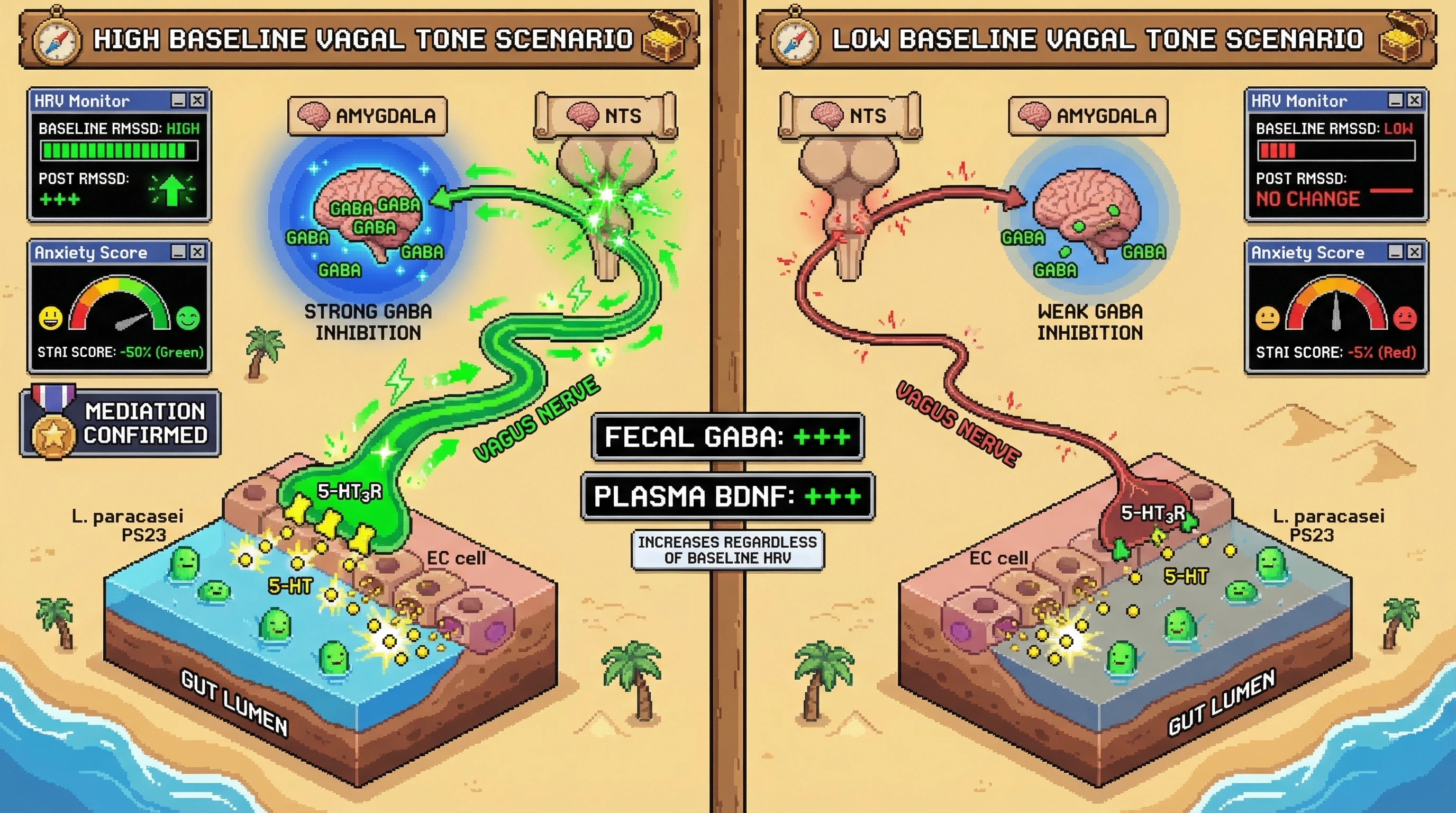 Infographic for: Baseline vagal tone predicts anxiolytic response to Lactobacillus paracasei PS23 via ENS‑mediated GABAergic modulation