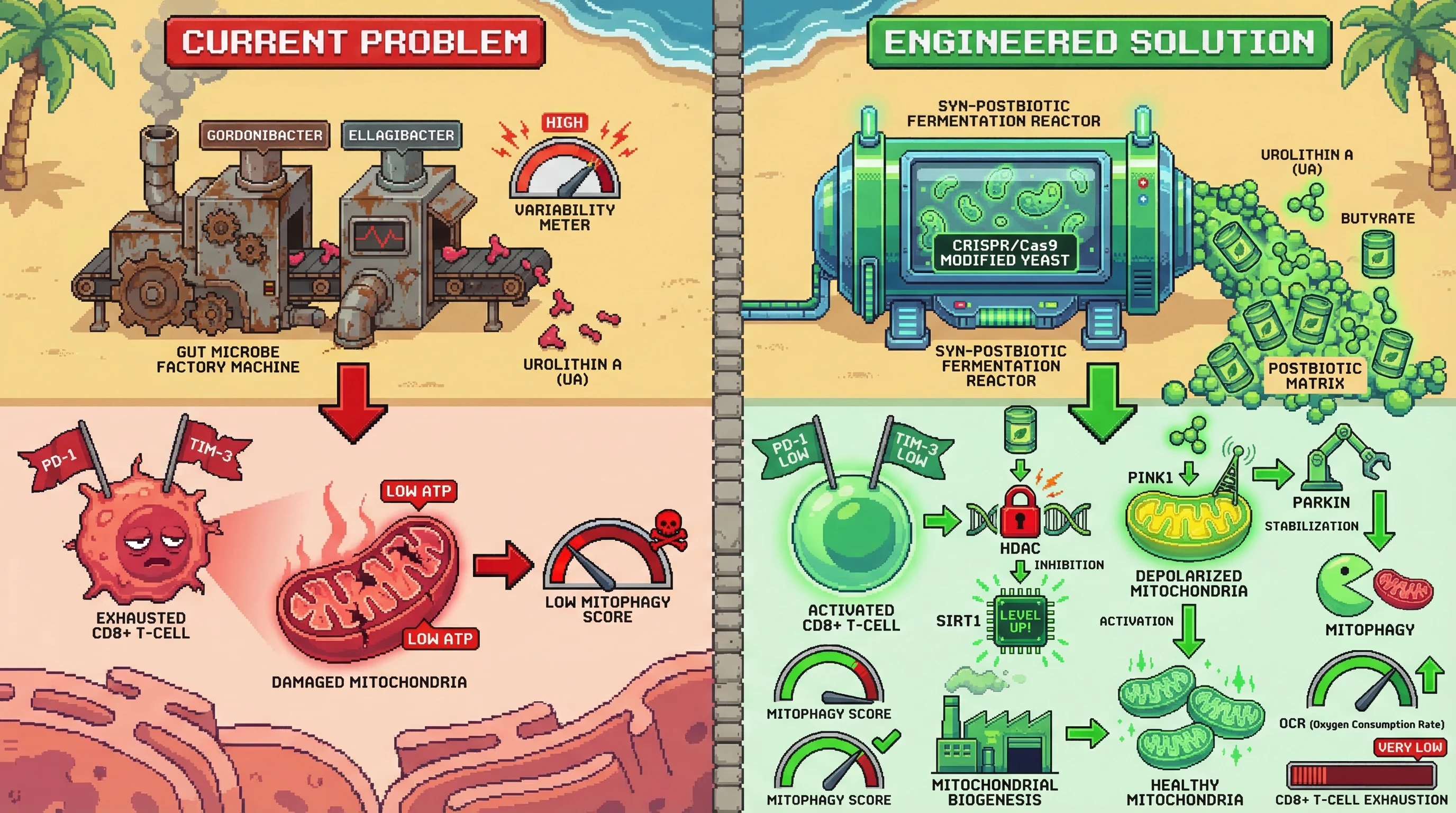Infographic for: Engineering a Synergistic Urolithin A-Butyrate Postbiotic Matrix: Bypassing Microbiome Variability to Hyper-Activate CD8+ T-Cell Mitophagy via SIRT1/PINK1 Crosstalk