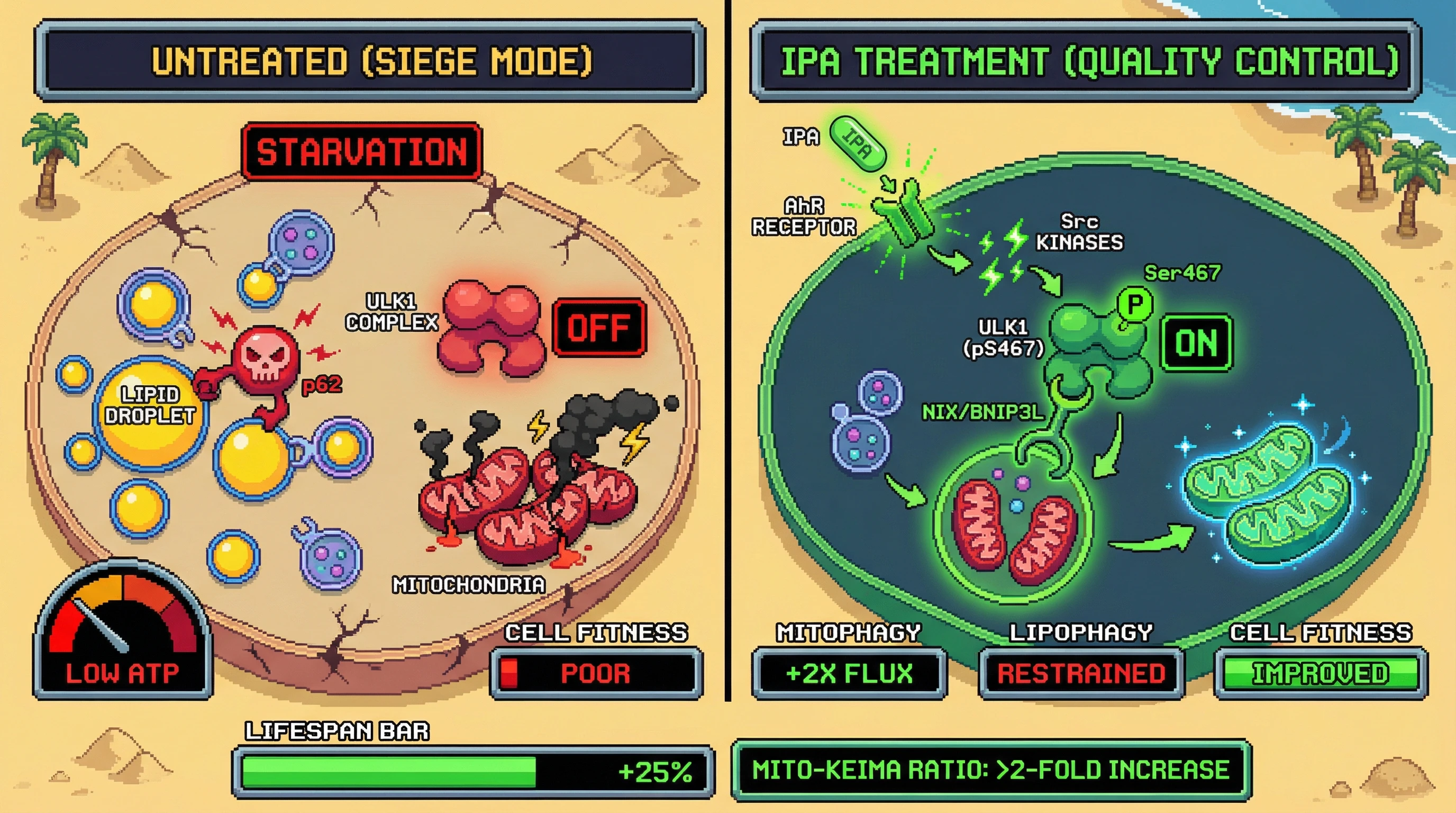 Infographic for: Indole-3-propionic acid reprograms autophagic substrate selection from lipid droplets to mitochondria, converting a siege rationing strategy into a quality‑control upgrade