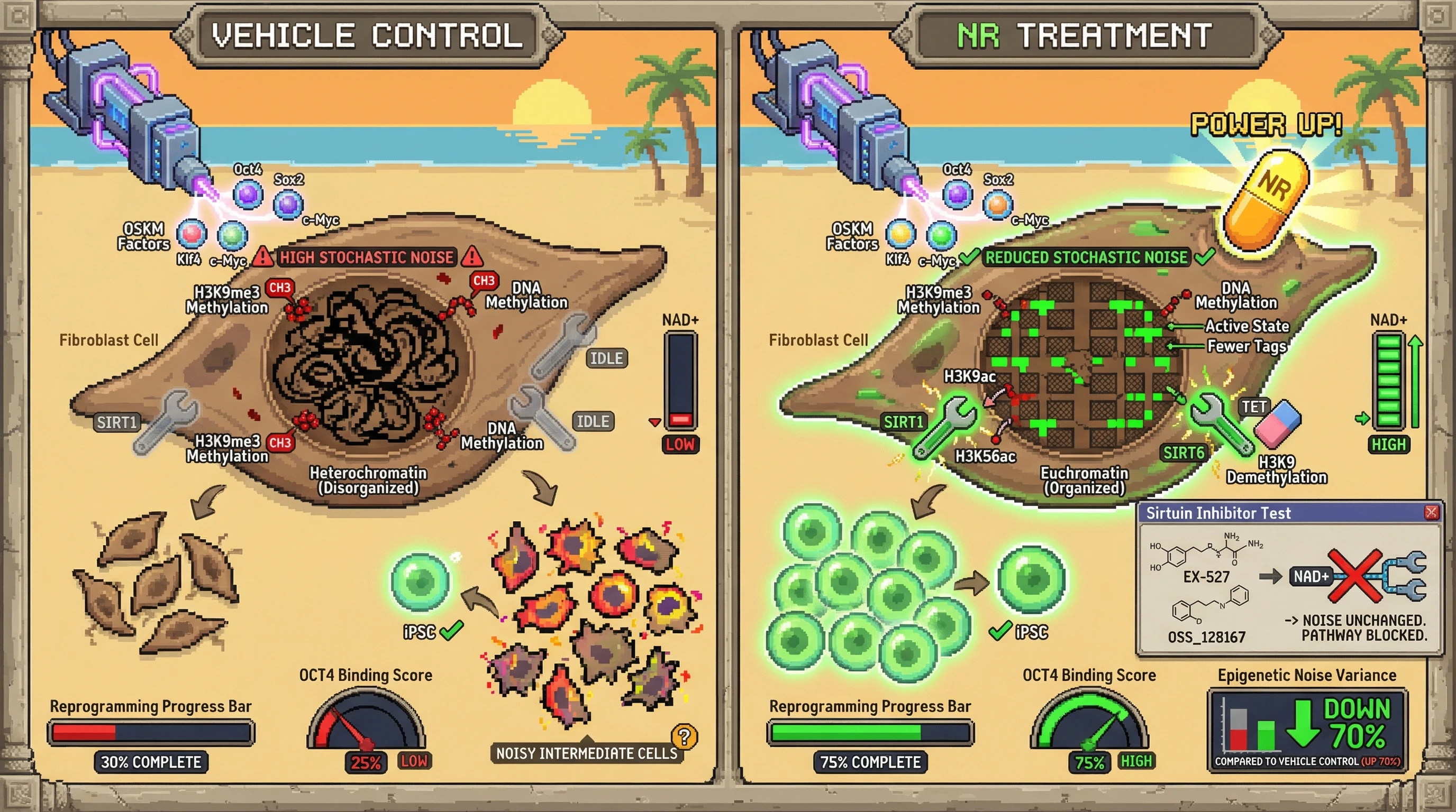 Infographic for: NAD+-Dependent Sirtuin Activation Reduces Stochastic Heterochromatin Noise During iPSC Reprogramming