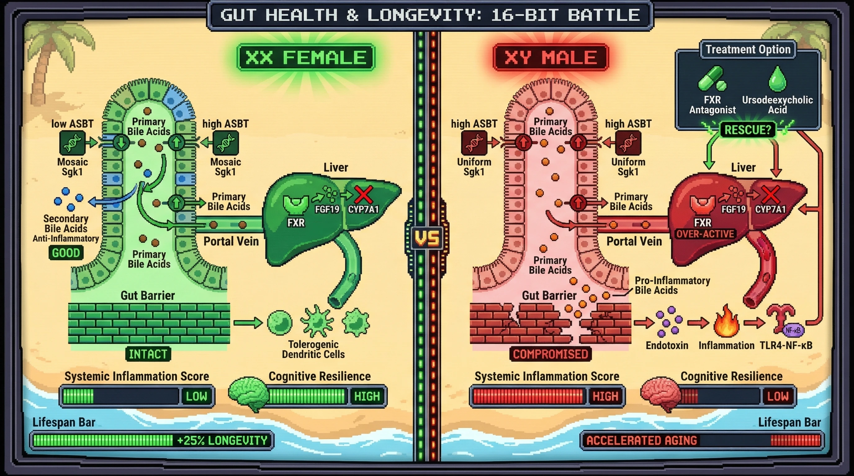 Mechanism: Mosaic X-linked Sgk1 expression in XX individuals promotes balanced intestinal bile acid handling and anti-inflammatory signaling, while uniform Sgk1 in XY individuals drives pro-inflammatory bile acid shifts. Readout: Readout: This leads to low systemic inflammation and high cognitive resilience in XX, contrasted with high inflammaging and accelerated cognitive decline in XY individuals, with potential rescue by FXR antagonists or UDCA.