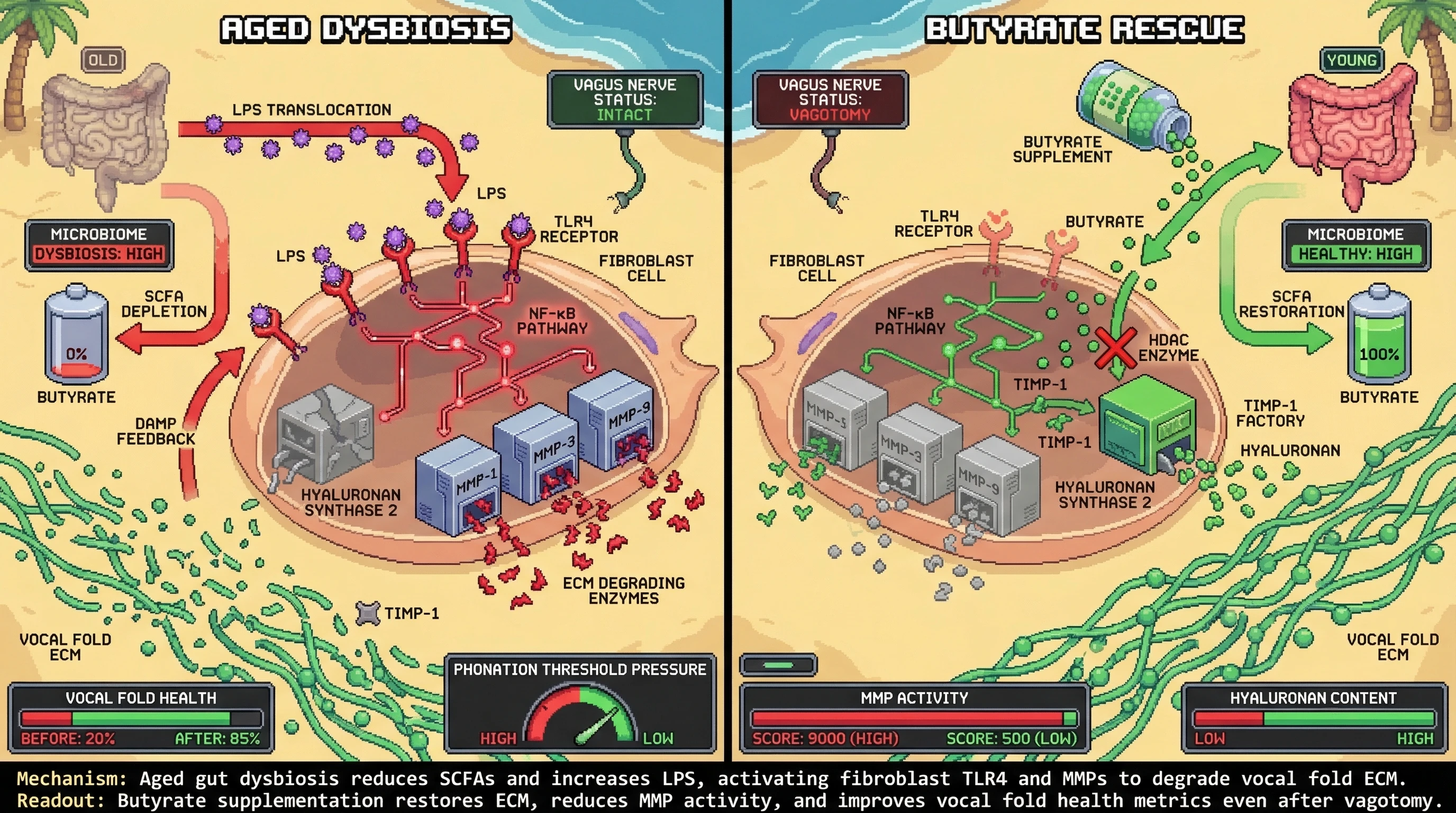 Infographic for: Microbial Metabolite Depletion Drives Vocal Fold ECM Degradation via TLR4‑MMP Axis Independent of Central Nervous System