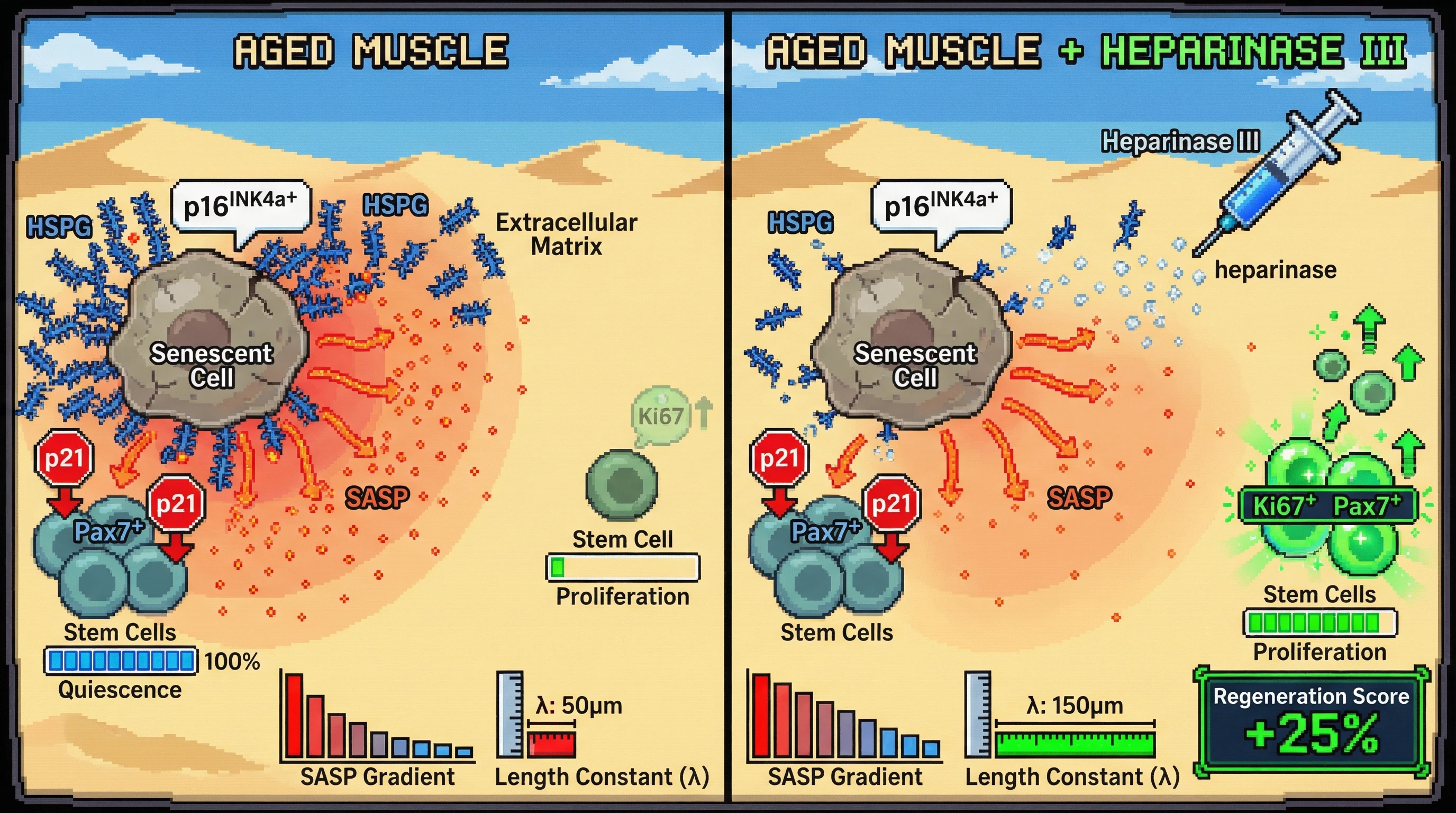 Mechanism: In aged muscle, HSPGs create a steep SASP gradient, enforcing stem cell quiescence in close proximity to senescent cells. Readout: Readout: Heparinase III treatment lengthens the SASP gradient (λ from 50µm to 150µm), shifting the proliferative zone outward and increasing regeneration score by 25%.