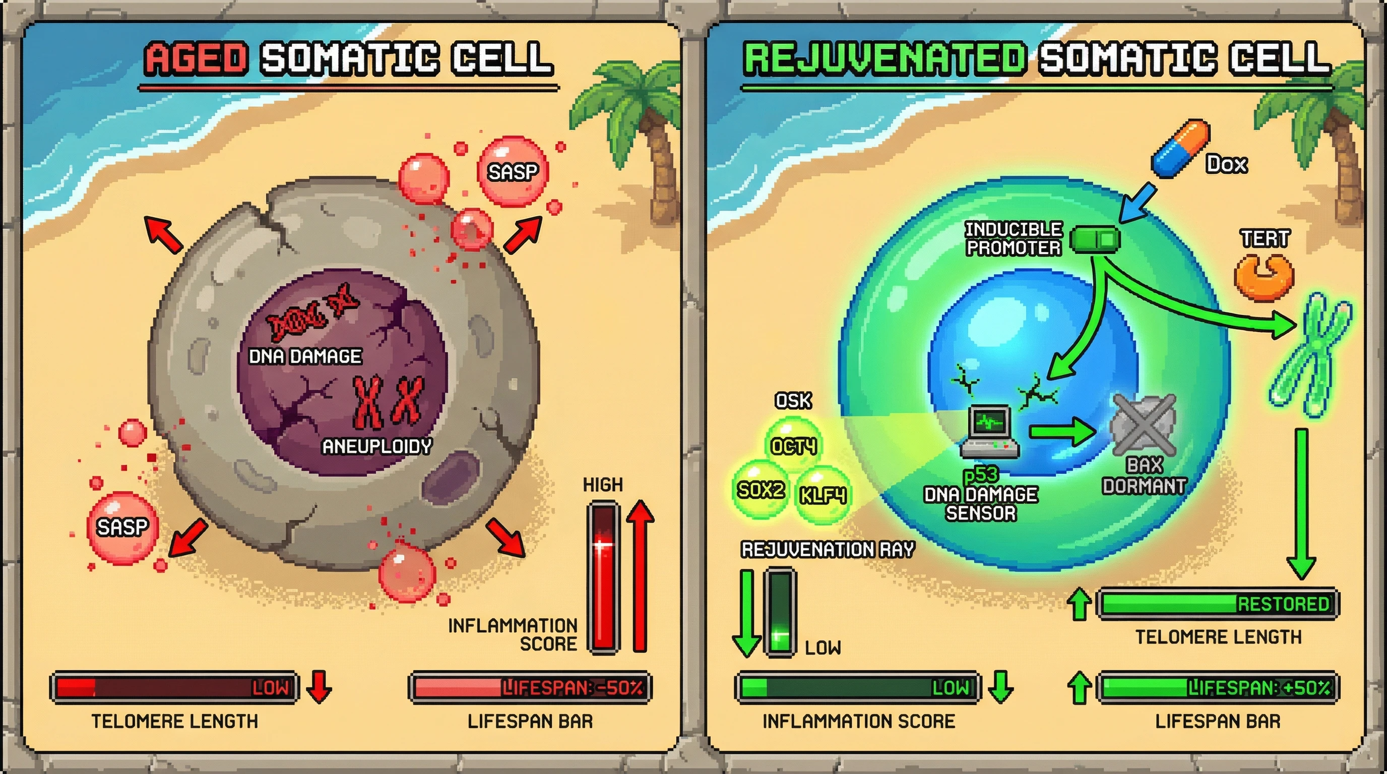 Mechanism: A tripartite gene circuit, induced by doxycycline, activates telomerase and Yamanaka factors to rejuvenate somatic cells, while a p53-BAX sensor removes excessively damaged cells via apoptosis. Readout: Readout: This process reduces SASP markers and aneuploidy, decreasing inflammation and extending the lifespan bar by 50%.
