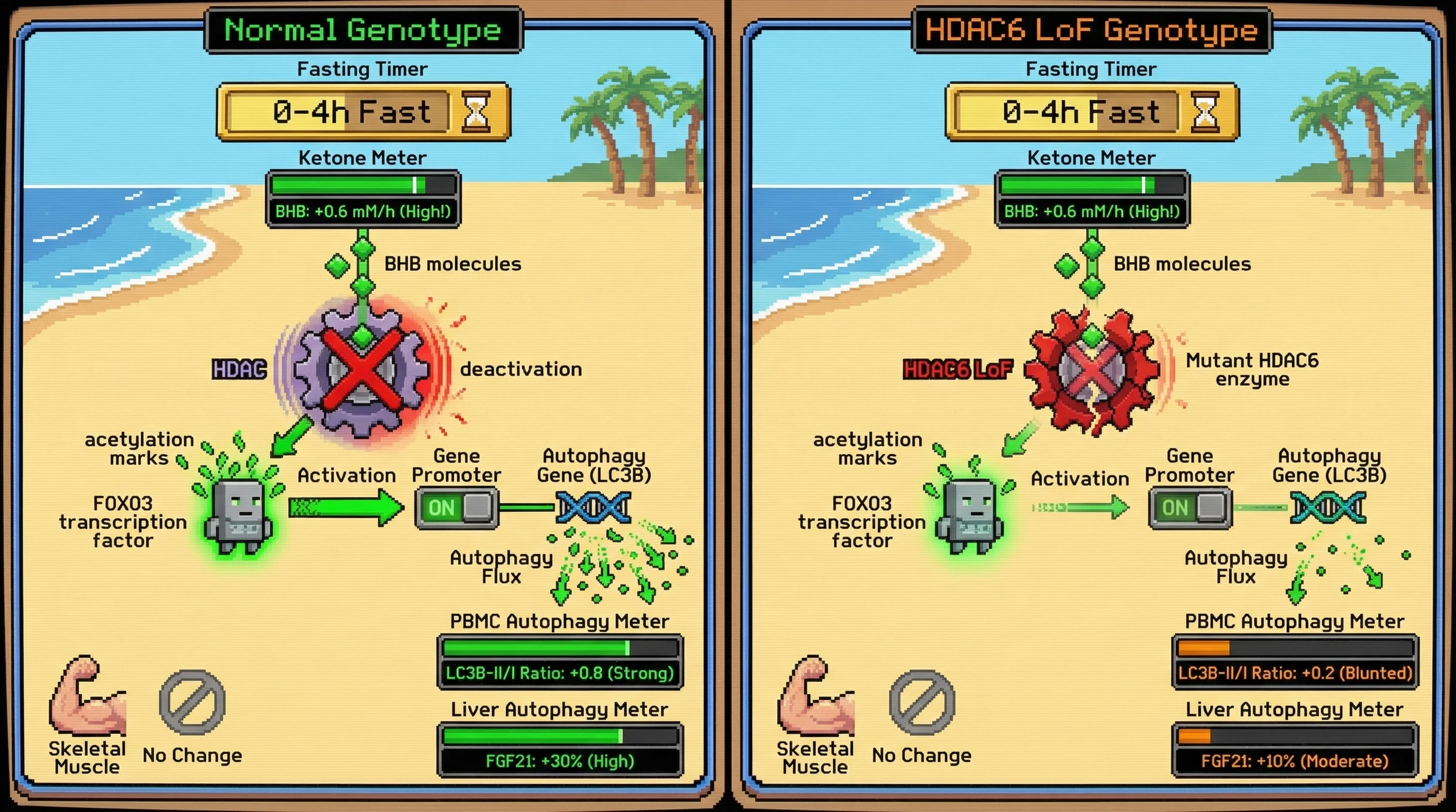 Infographic for: Early Ketone Rise as a Predictor of Tissue-Specific Autophagy Response Modulated by HDAC Genetic Variants