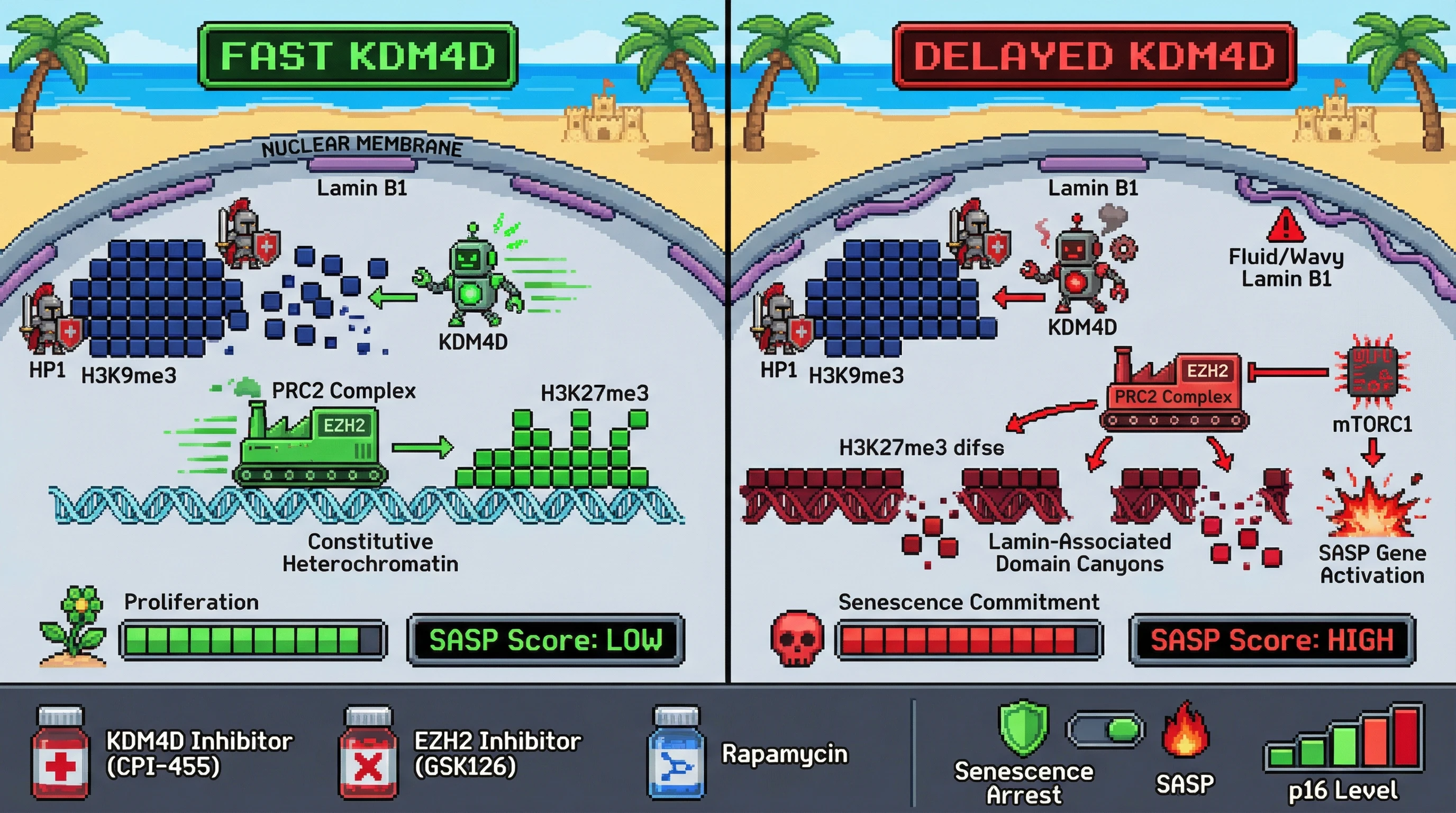 Infographic for: Kinetic Competition Between H3K9me3 Loss and H3K27me3 Redistribution Determines Senescence Commitment via a Bistable Epigenetic Switch