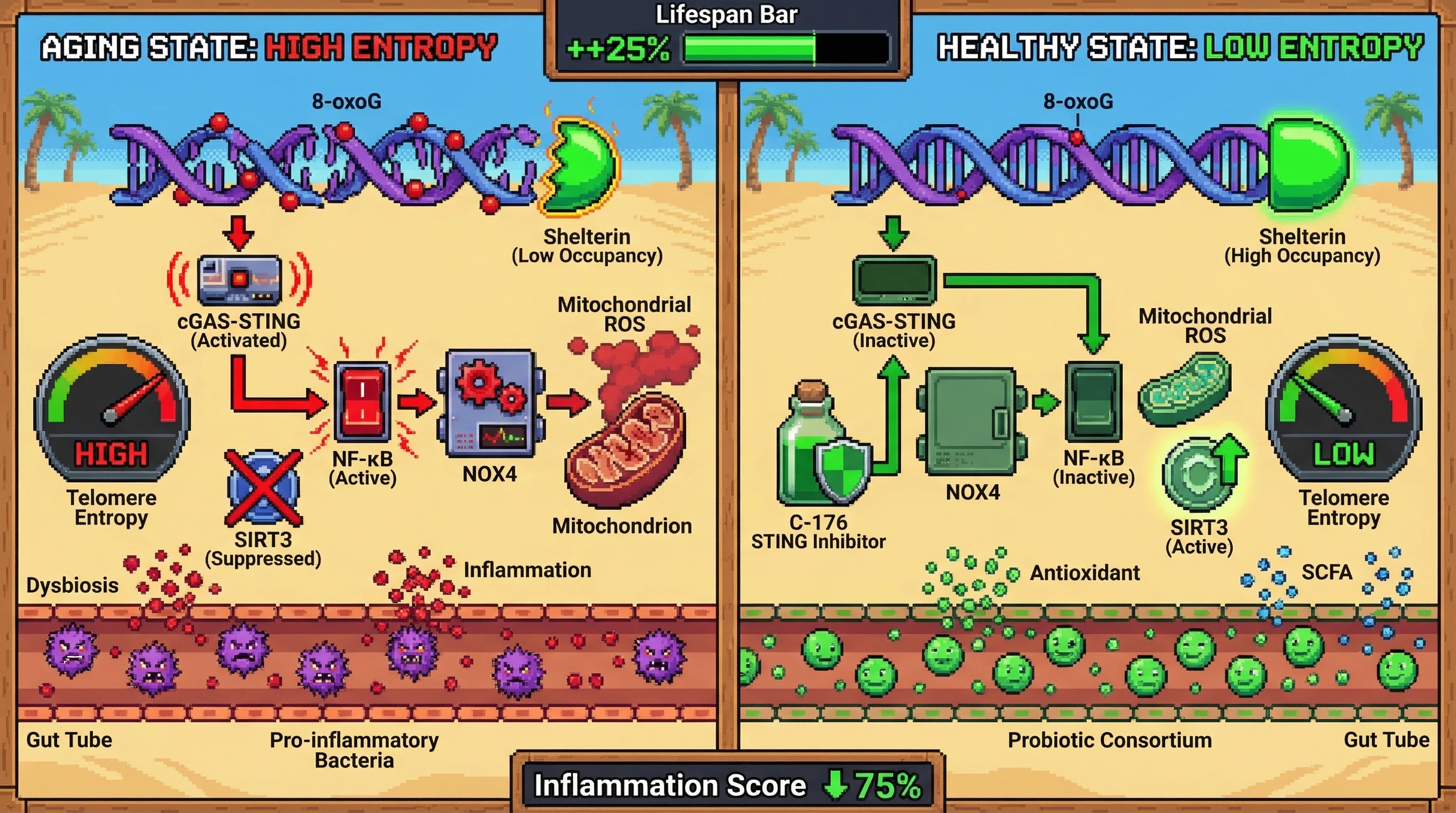 Infographic for: Telomere Informational Entropy as a Mitochondrial‑Gut Axis Driver of Aging