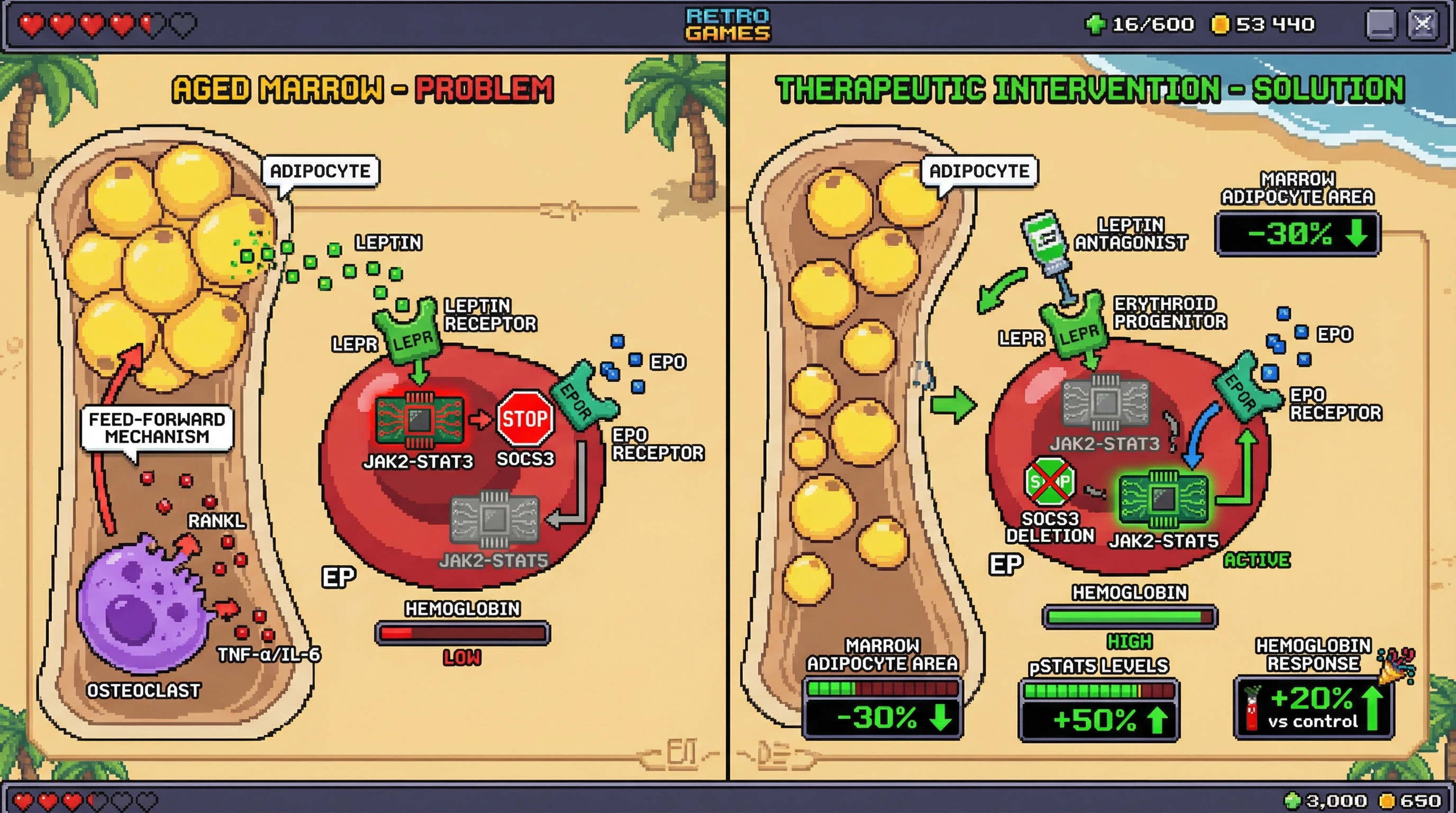 Infographic for: Adipocyte leptin-SOCS3 axis drives erythropoietin resistance in aging marrow independent of receptor levels
