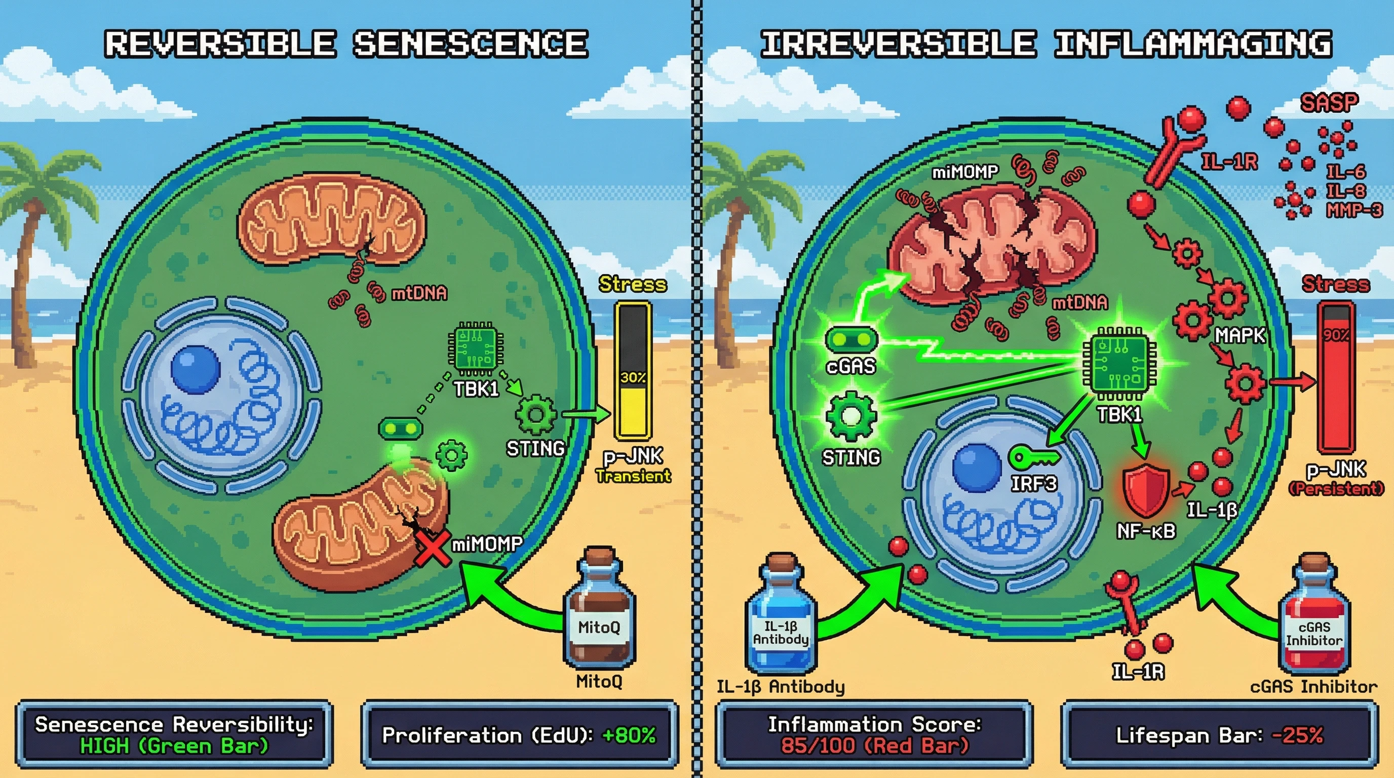 Infographic for: Gradual miMOMP‑driven mtDNA release sets a tunable threshold that converts transient JNK/AP‑1 stress into irreversible inflammaging via a cGAS‑STING‑IL‑1β positive feedback loop