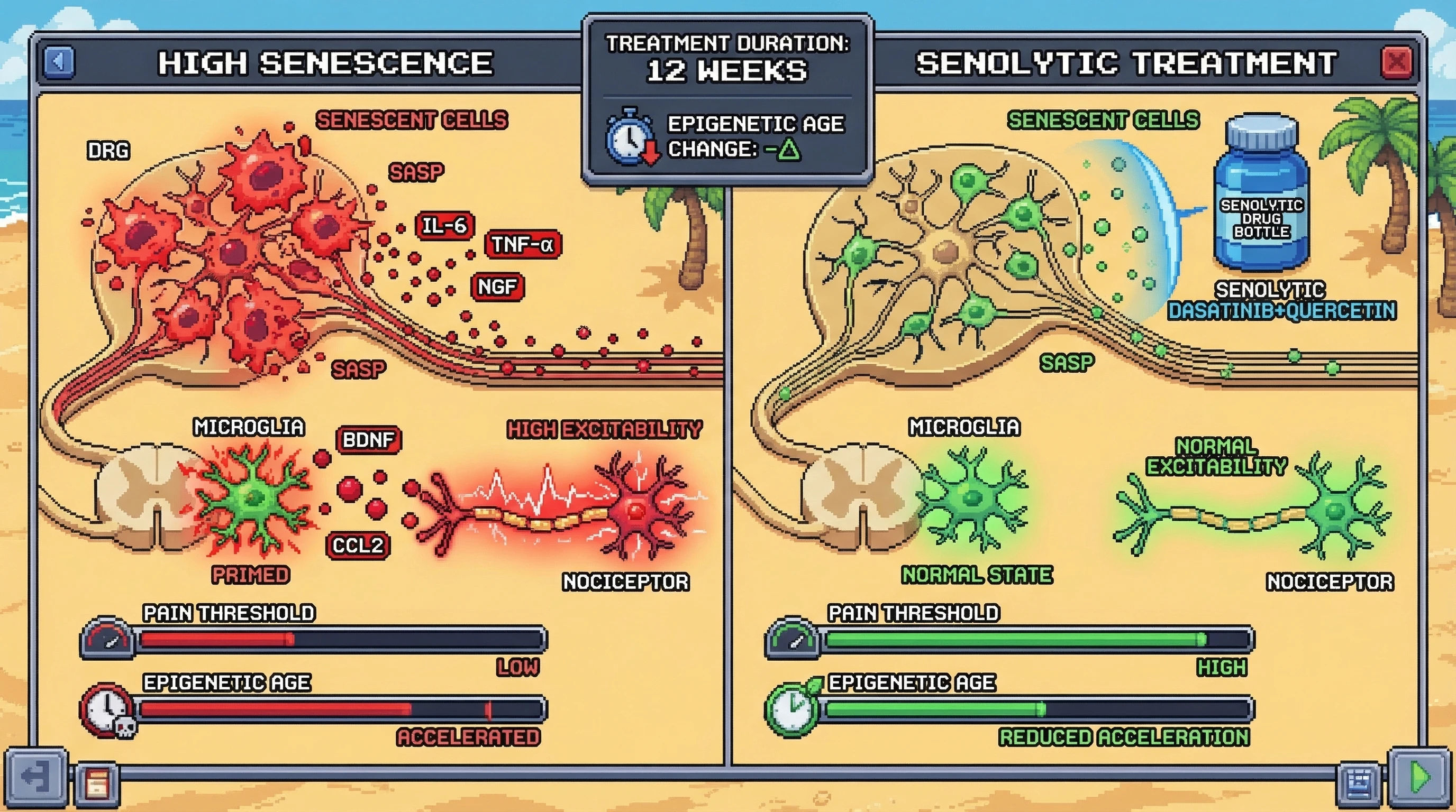 Mechanism: Senescent cells release SASP factors that increase neuronal excitability and prime microglia, leading to lower pain thresholds and accelerated epigenetic aging. Readout: Readout: Senolytic treatment raises pain thresholds, reduces neuroinflammation, and decreases epigenetic age acceleration after 12 weeks.