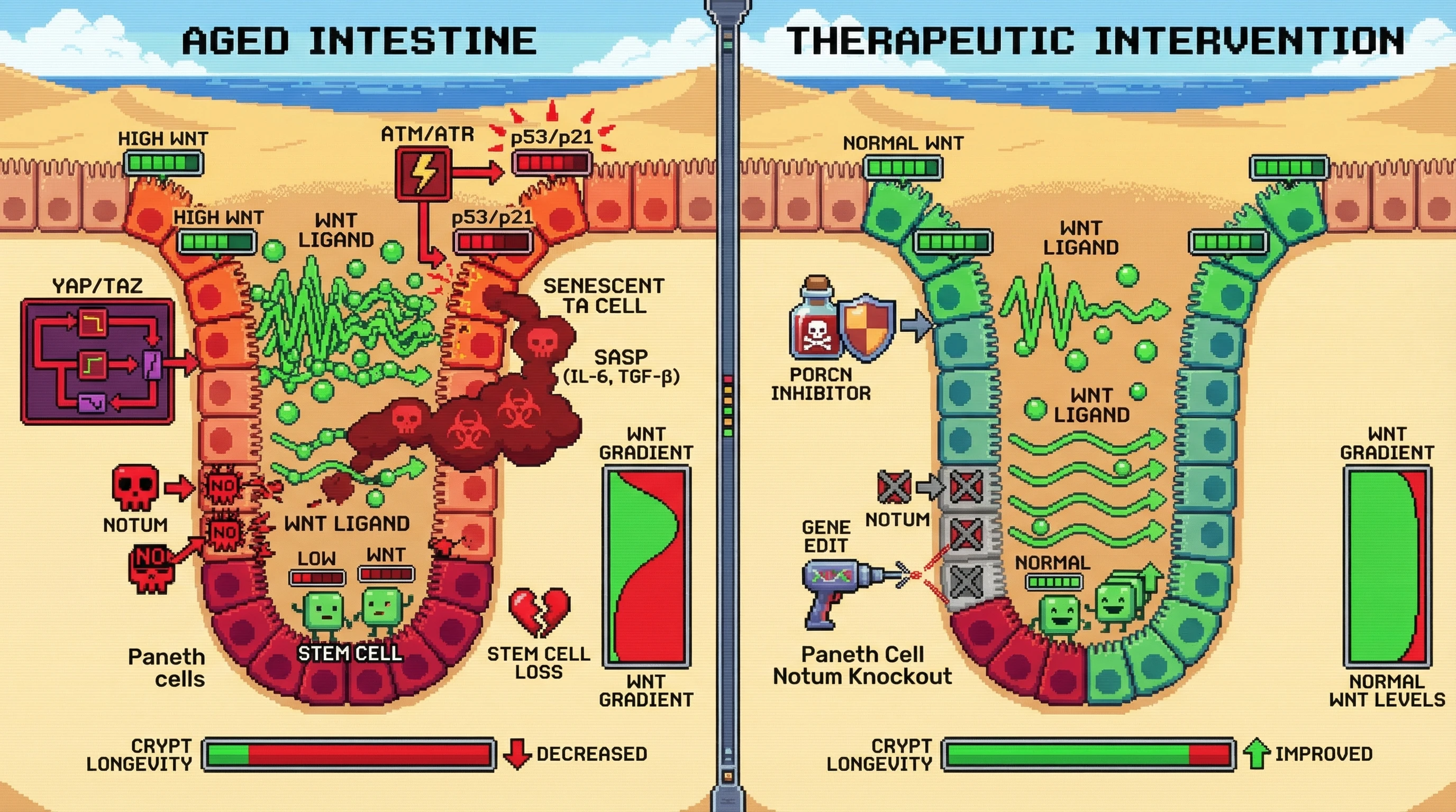 Mechanism: Aging creates a bimodal Wnt gradient, with low Wnt at the crypt base causing stem cell loss and high Wnt in TA cells causing senescence via p53/p21. Readout: Readout: Interventions like Notum knockout or Wnt inhibition flatten the gradient, decrease senescent cells, and improve crypt longevity.