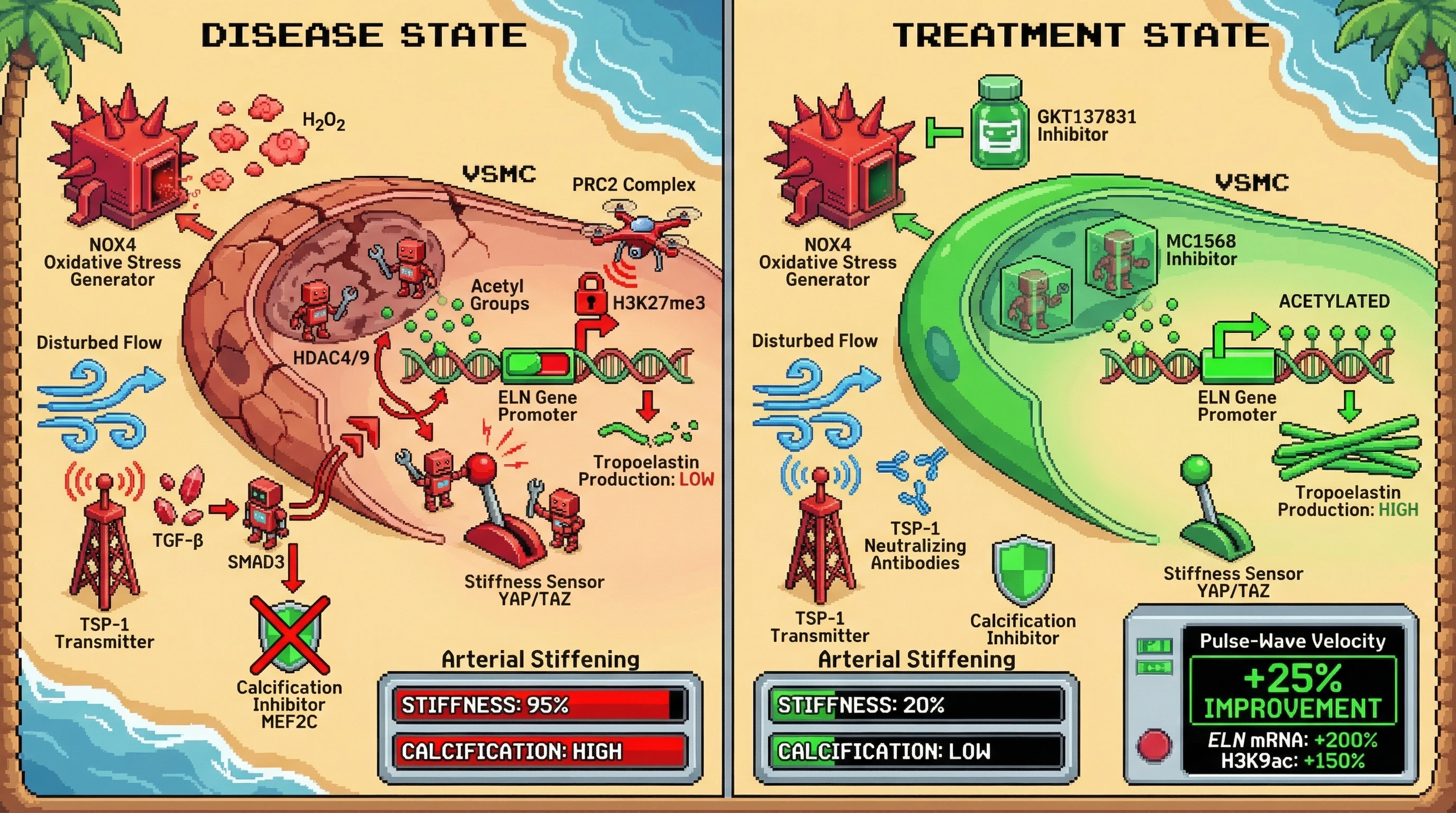 Mechanism: Oxidative stress activates HDAC4/9, epigenetically suppressing the ELN gene and reducing tropoelastin synthesis in VSMCs, leading to arterial stiffening. Readout: Readout: Inhibiting NOX4 or HDAC4/9 increases ELN mRNA and tropoelastin deposition, improves pulse-wave velocity by 25%, and enhances ELN promoter acetylation.