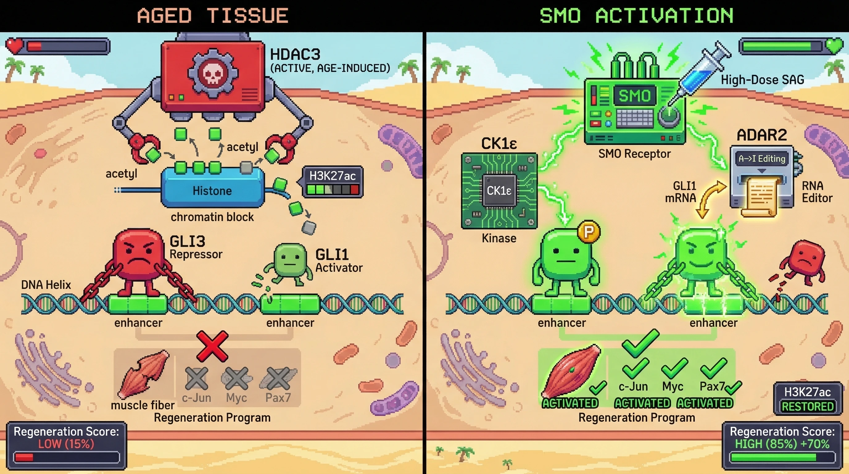 Infographic for: Age-Dependent HDAC3-Mediated H3K27 Deacetylation at GLI3 Repressor Enhancers Shifts Hedgehog Signaling Toward Repression and Can Be Overridden by Supraphysiological SMO Activation Coupled to GLI1 RNA Editing