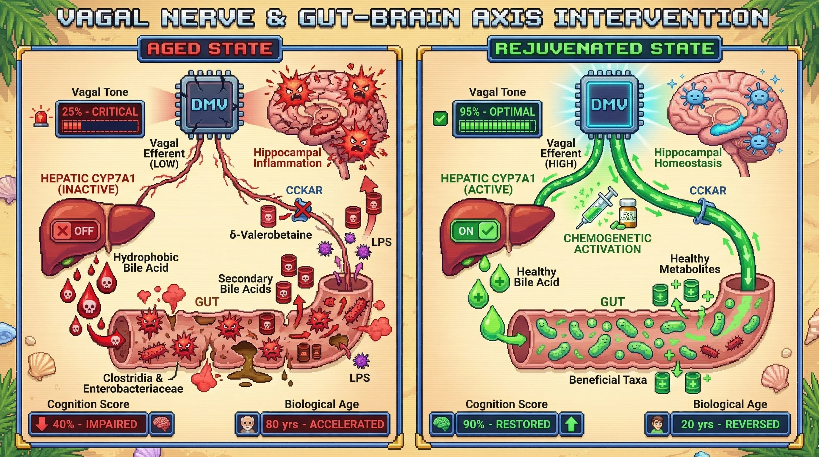 Infographic for: A Top-Down Microbiome Clock: Vagal Efferent Tone Sets Microbial Aging Rate via Bile Acid Signaling