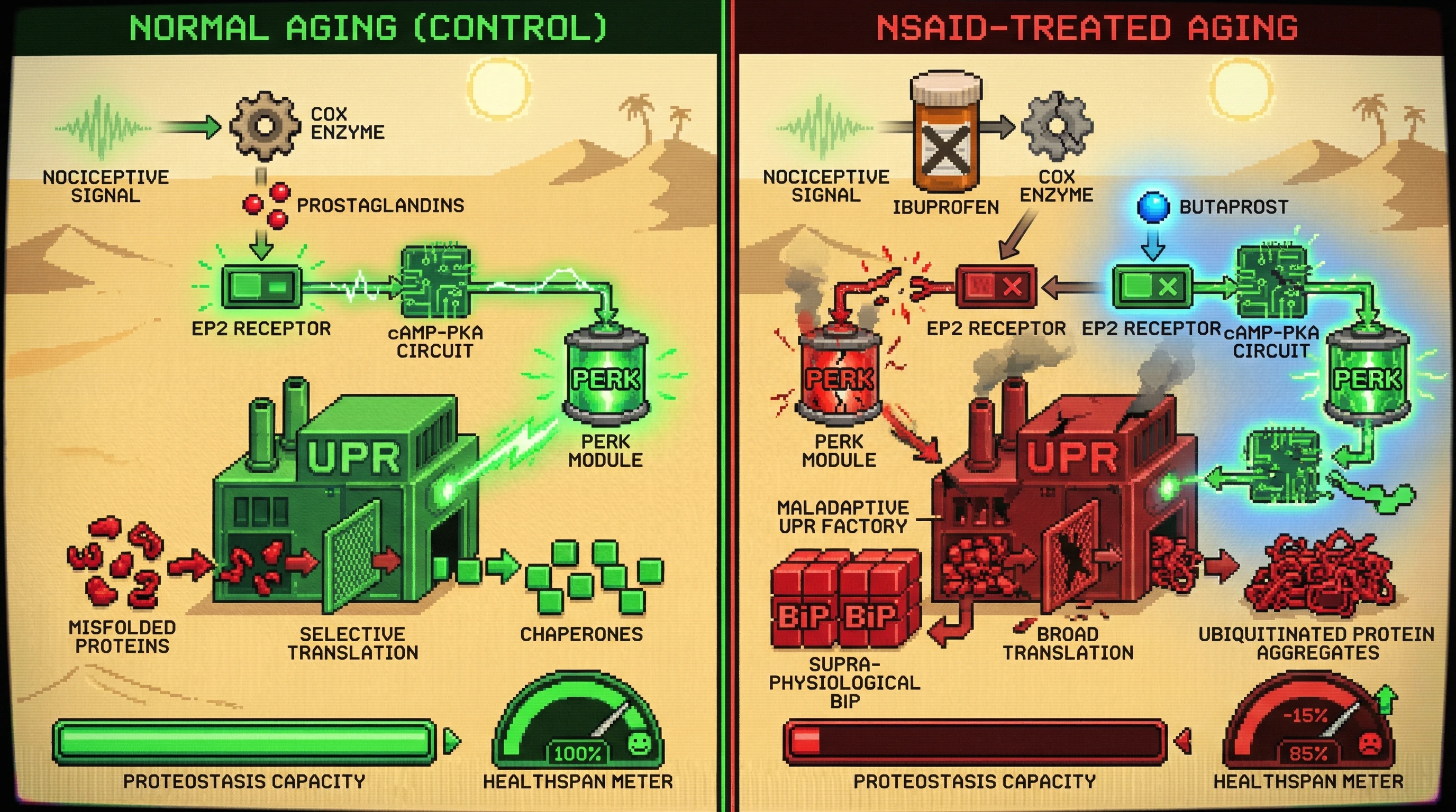 Mechanism: NSAIDs block prostaglandin signaling, preventing PERK priming and shifting the UPR from adaptive to maladaptive, accelerating proteostasis failure. Readout: Readout: This leads to increased BiP, protein aggregates, and a 15% reduction in median lifespan, which EP2 agonism can partially rescue.