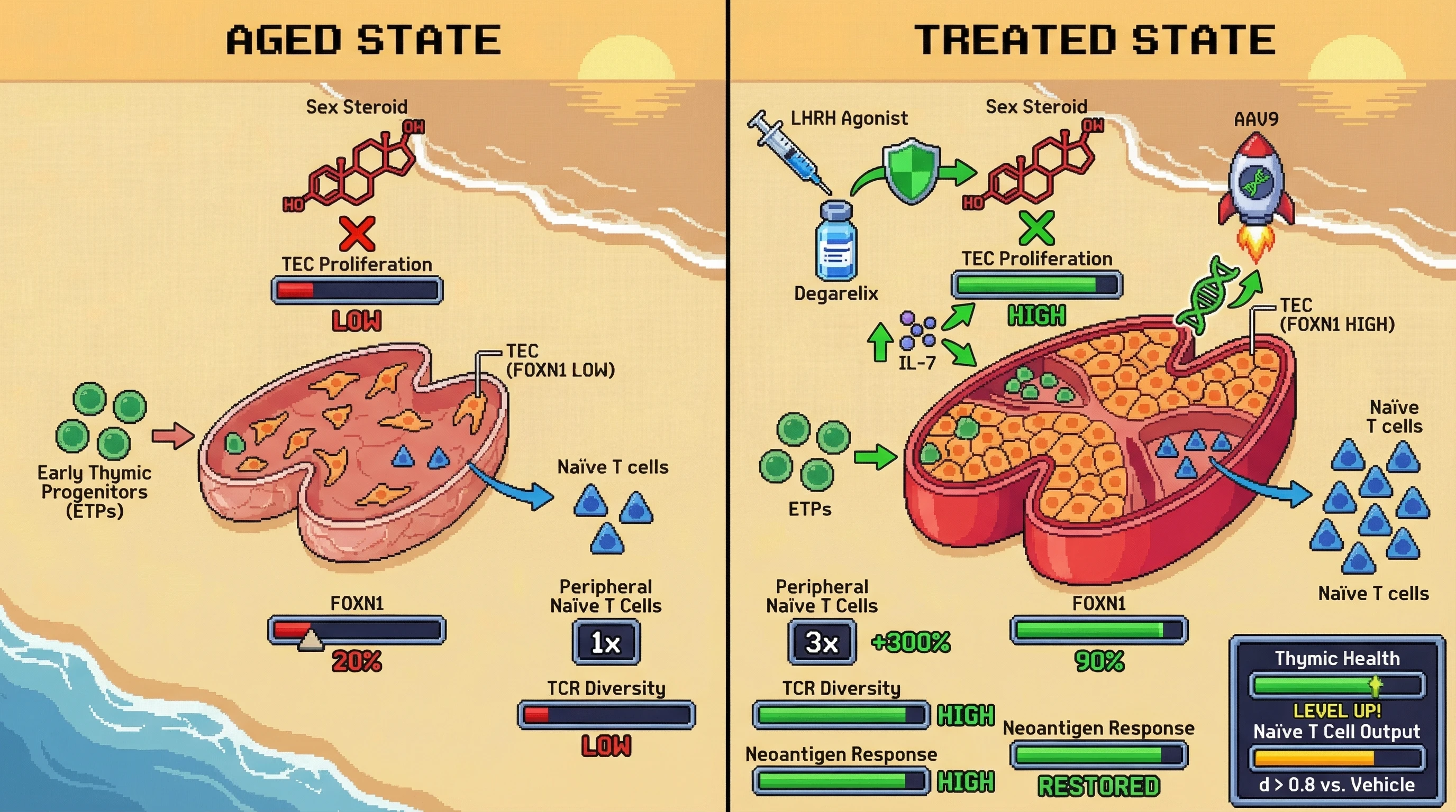 Mechanism: A triple-combination therapy of AAV9-FOXN1, LHRH agonist, and IL-7 works synergistically to restore thymic structure, enhance TEC proliferation, and support T-cell development. Readout: Readout: This leads to a greater than 3-fold increase in peripheral naïve T cells, broadened TCR diversity, and restored de novo antibody responses at 16 weeks post-initiation.