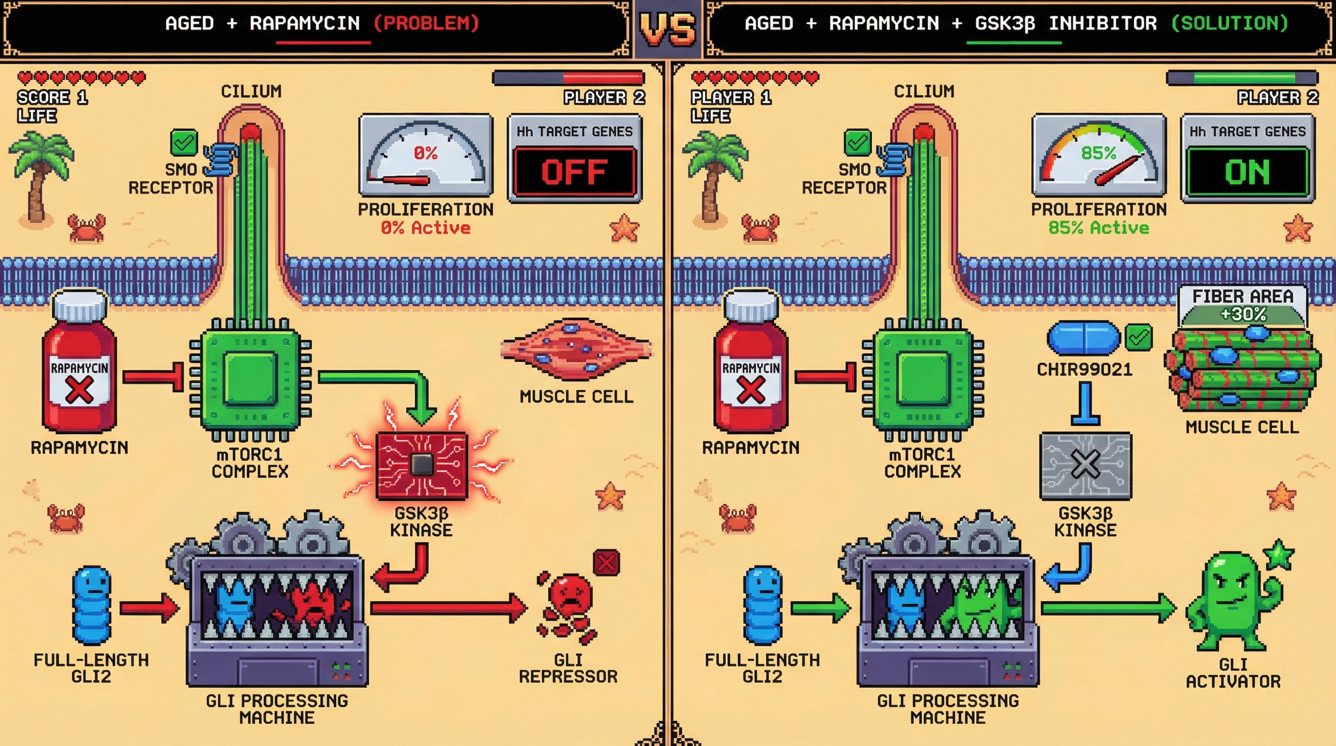 Infographic for: The mTORC1-GLI Processing Checkpoint: Why Rapamycin Restores Hedgehog Trafficking but Blocks Regenerative Output