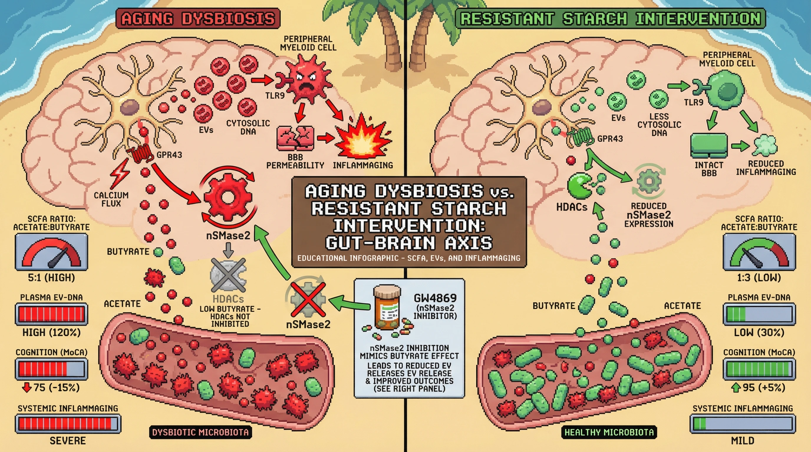 Infographic for: Microbial Metabolite Ratio Governs Microglial Extracellular Vesicle Release as a Mechanistic Link Between Gut Dysbiosis and Inflammaging in Brain Aging