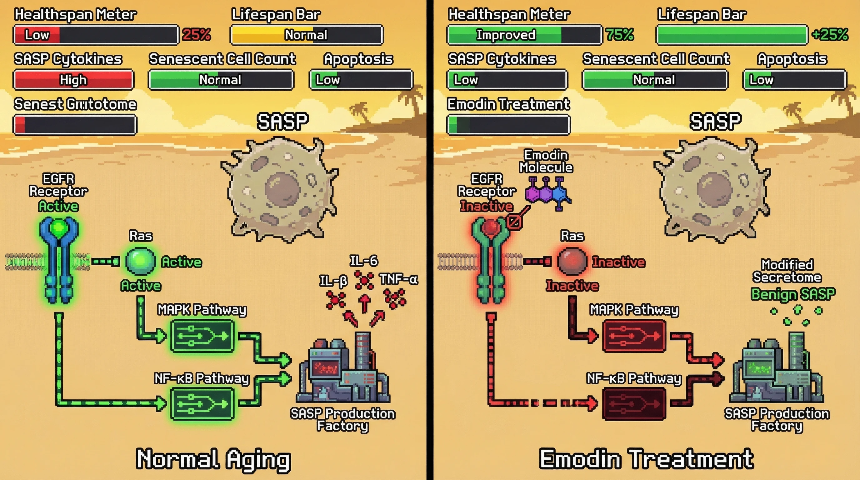 Mechanism: Emodin inhibits EGFR/Ras activation, thereby dampening downstream MAPK/NF-κB pathways and reprogramming the pro-inflammatory SASP of senescent cells to a benign profile. Readout: Readout: This leads to reduced SASP cytokine levels, improved healthspan, and extended median lifespan without altering senescent cell burden or inducing apoptosis.