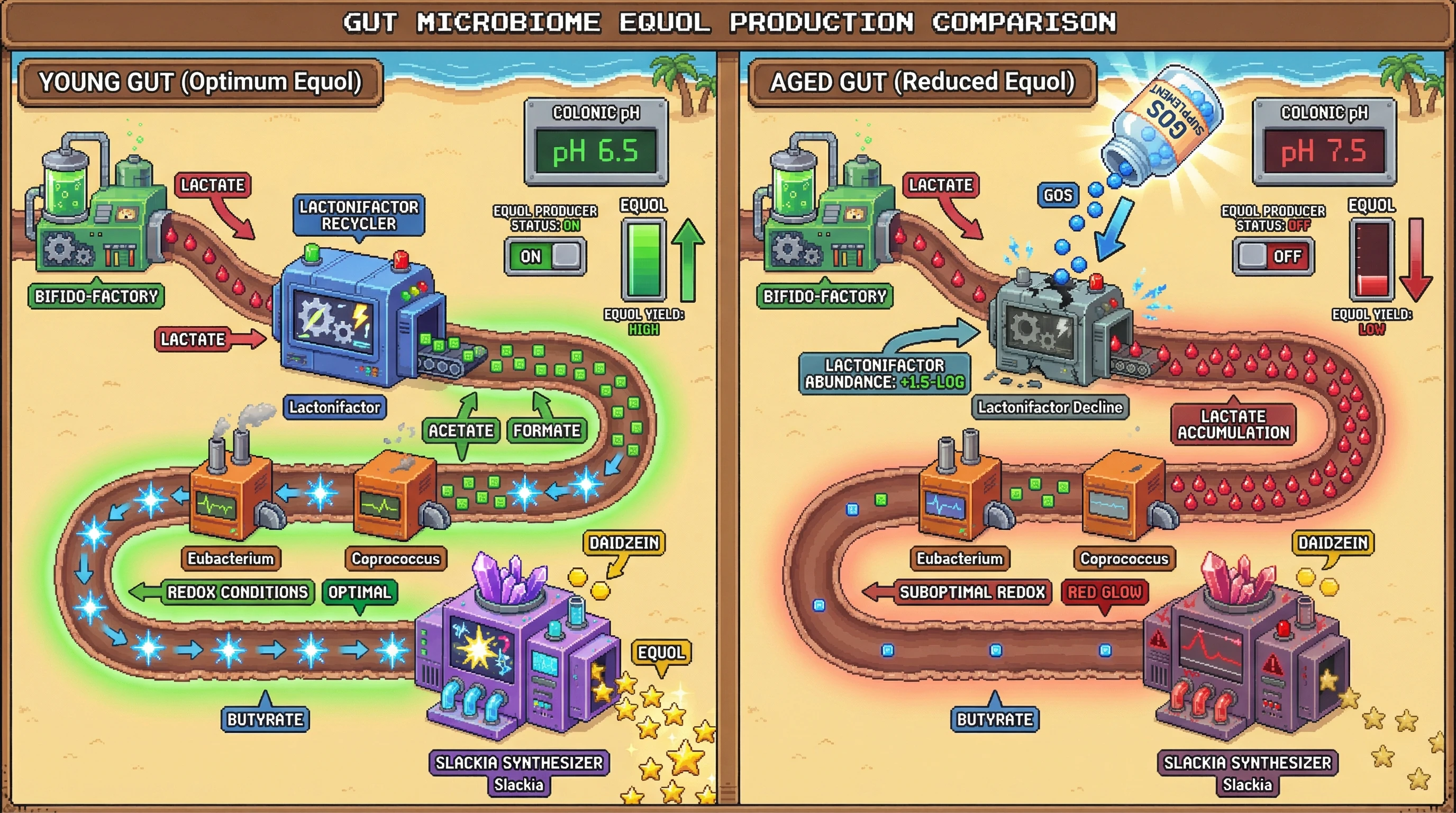 Infographic for: Hypothesis: Lactonifactor as a keystone modulator of equol production via lactate cross-feeding with SCFA‑producers, whose age‑related decline explains reduced equol conversion in older adults