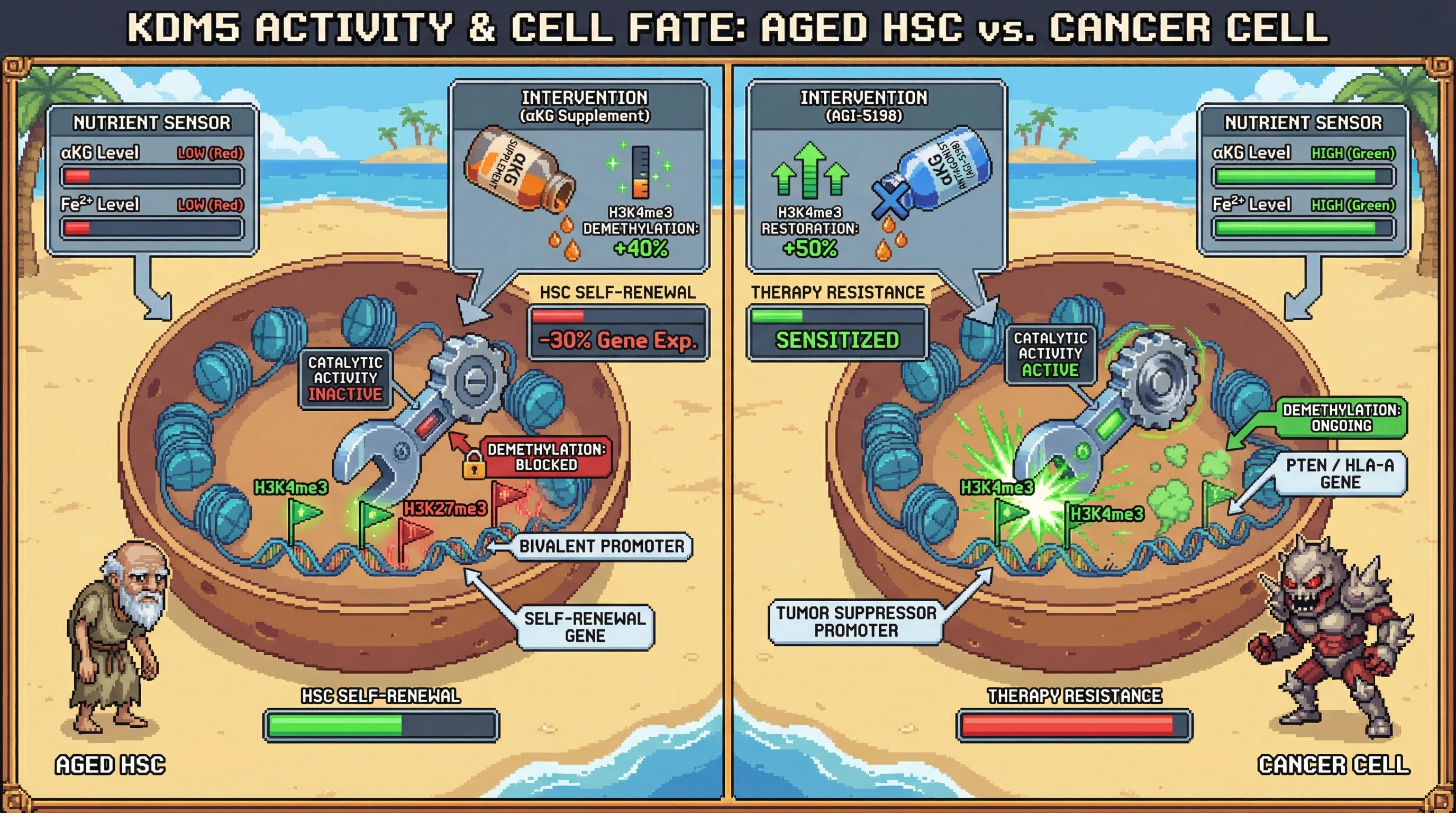 Mechanism: KDM5 enzyme function switches based on αKG/Fe2+ levels, acting as a scaffold in aged HSCs (low nutrients) to preserve H3K4me3, but as an active demethylase in cancer (high nutrients) to remove H3K4me3. Readout: Readout: Supplementing aged HSCs with αKG/Fe2+ decreases H3K4me3 and self-renewal gene expression, while blocking αKG in cancer restores H3K4me3 and reverses therapy resistance.