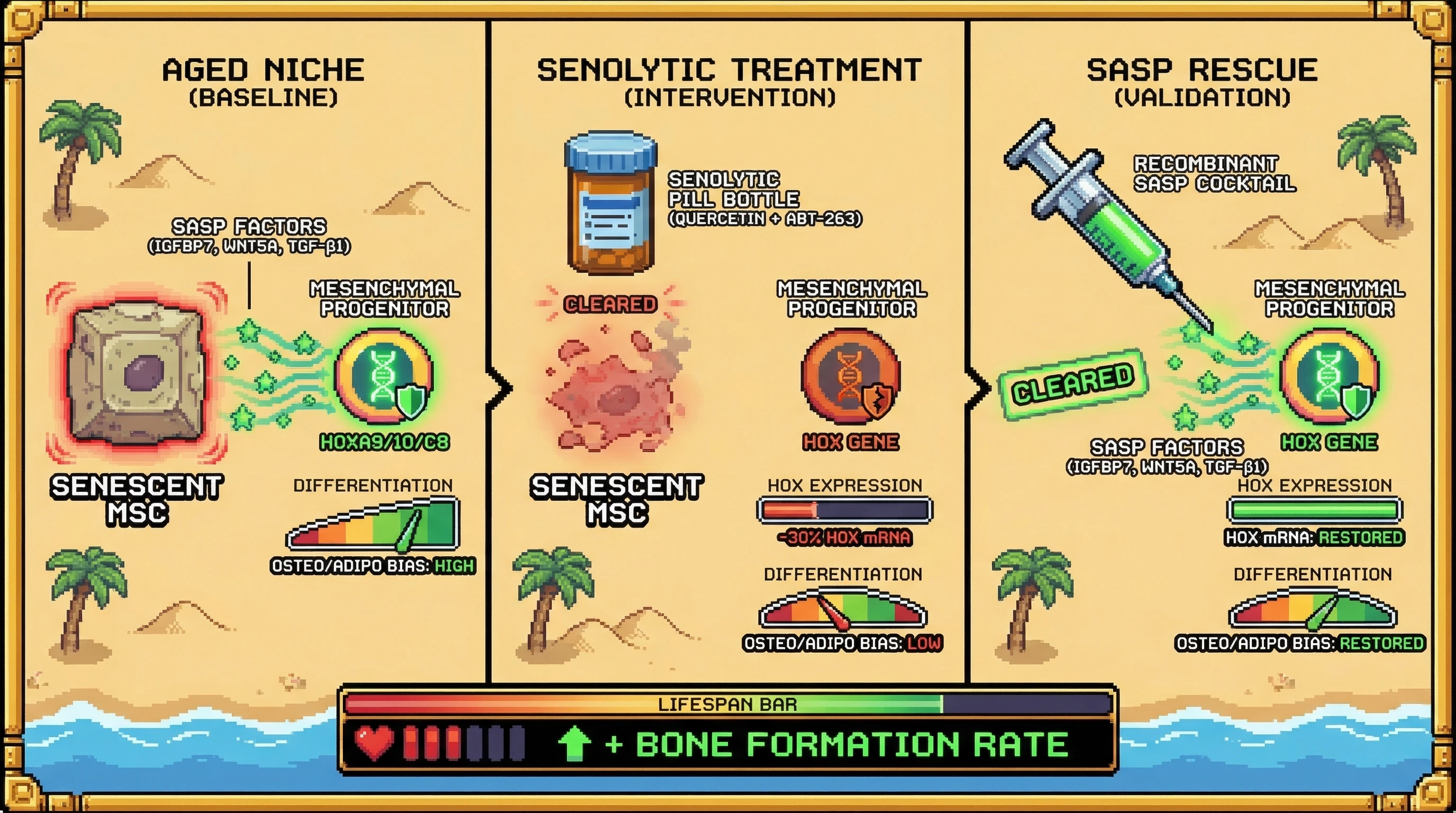 Mechanism: Senescent MSCs secrete SASP factors that maintain HOX gene expression in adjacent mesenchymal progenitors. Readout: Readout: Senolytic clearance of senescent MSCs causes a rapid HOX downregulation and impaired differentiation, which is rescued by SASP factor replenishment.