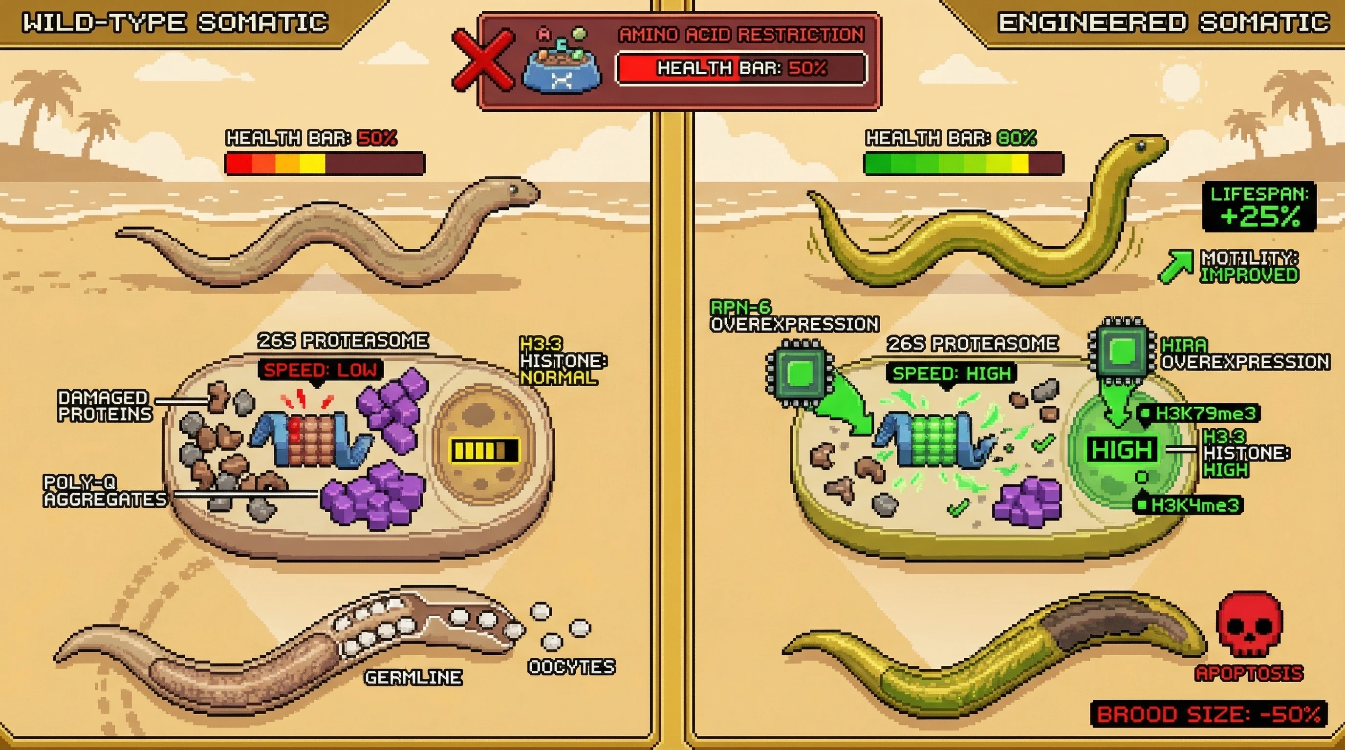 Infographic for: Engineering Germline‑Grade Proteostatic and Epigenetic Editing Budgets in Somatic Cells Extends Healthspan at the Cost of Reproductive Output