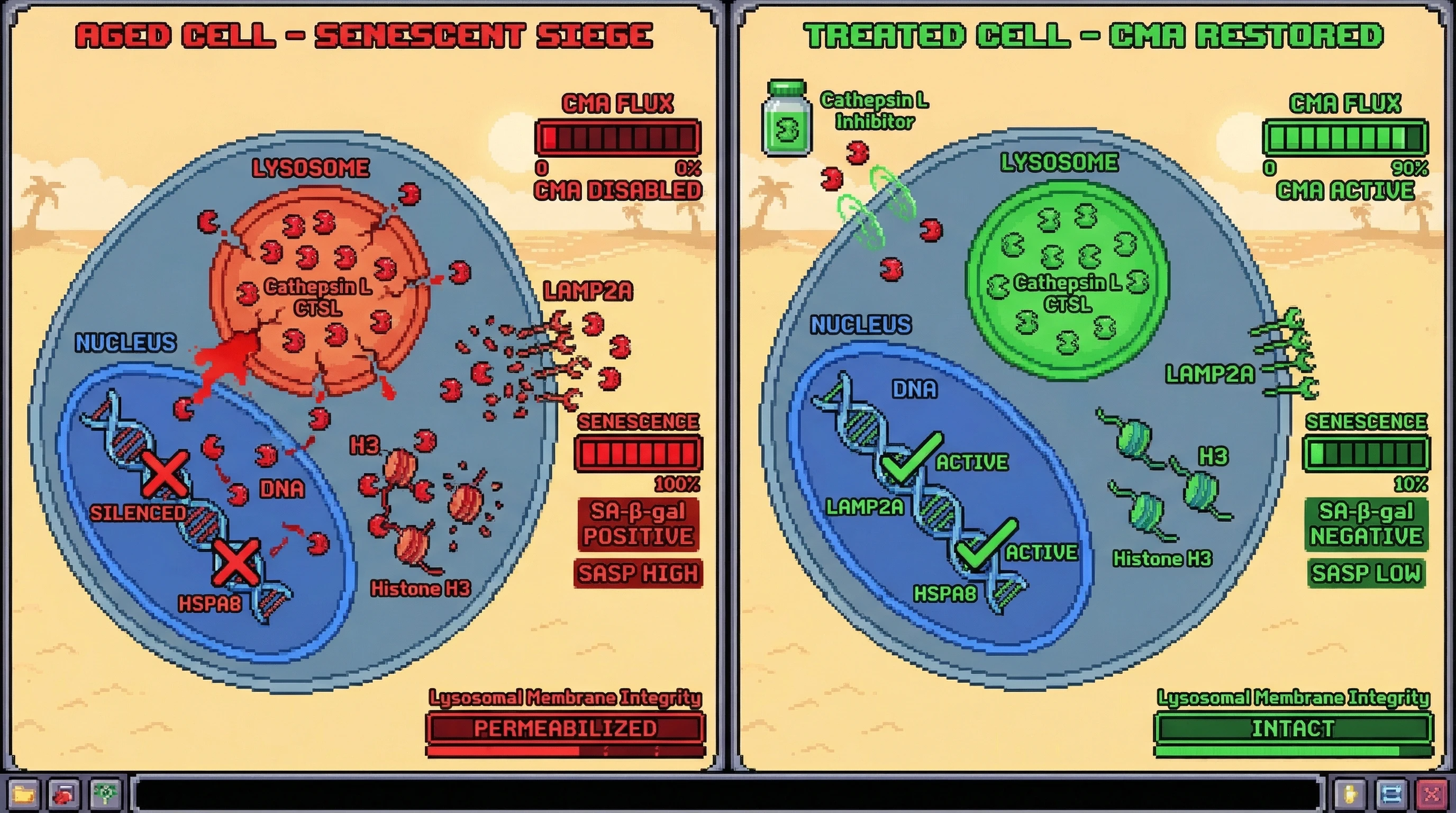 Mechanism: In aged cells, Cathepsin L cleaves nuclear Histone H3 and degrades LAMP2A, disabling Chaperone-Mediated Autophagy. Readout: Readout: Inhibiting nuclear Cathepsin L restores LAMP2A levels and CMA flux, reducing SA-β-gal positivity and improving lysosomal membrane integrity.