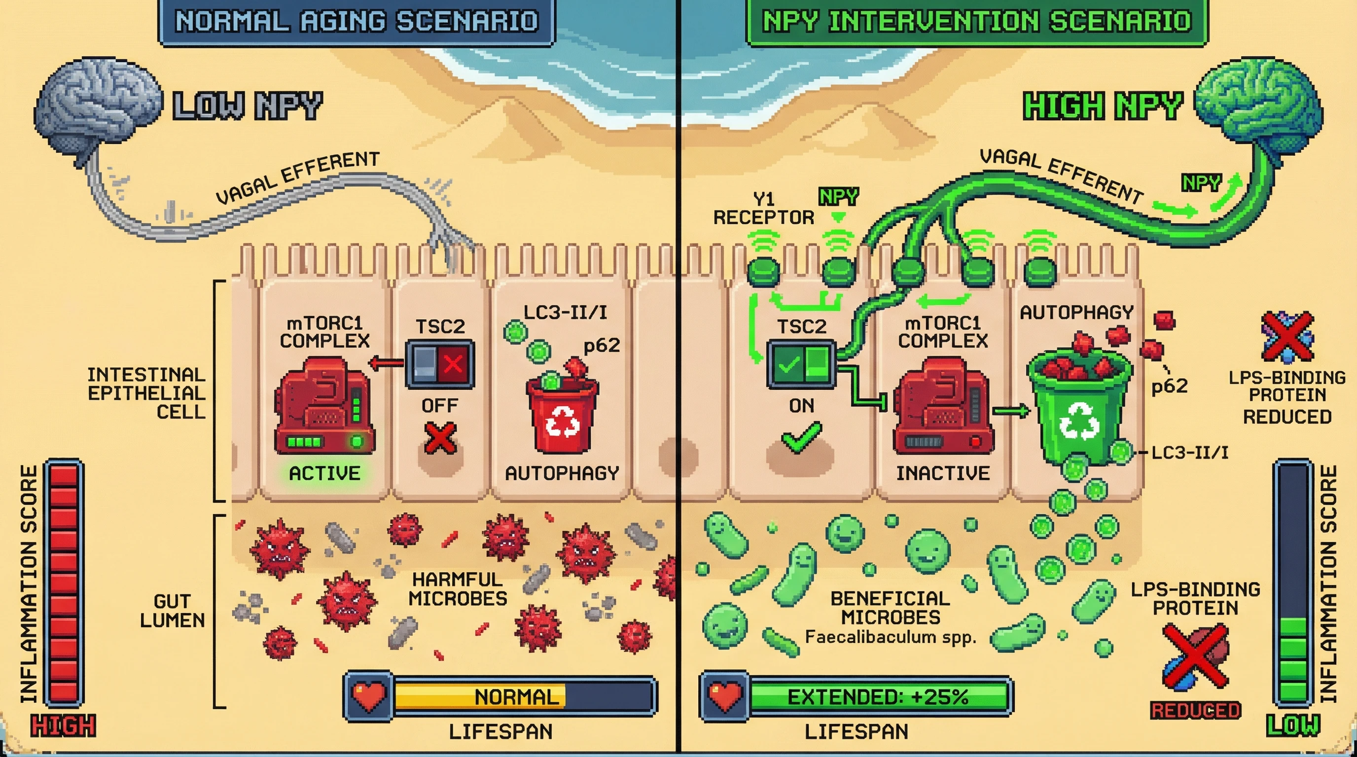 Mechanism: Brain-derived NPY signals via vagal efferents to intestinal Y1 receptors, activating TSC2 to inhibit mTORC1 and enhance gut autophagy. Readout: Readout: This leads to increased LC3-II/I ratios, reduced p62 degradation, a shift toward beneficial gut microbiota, decreased systemic inflammation, and a +25% increase in longevity.