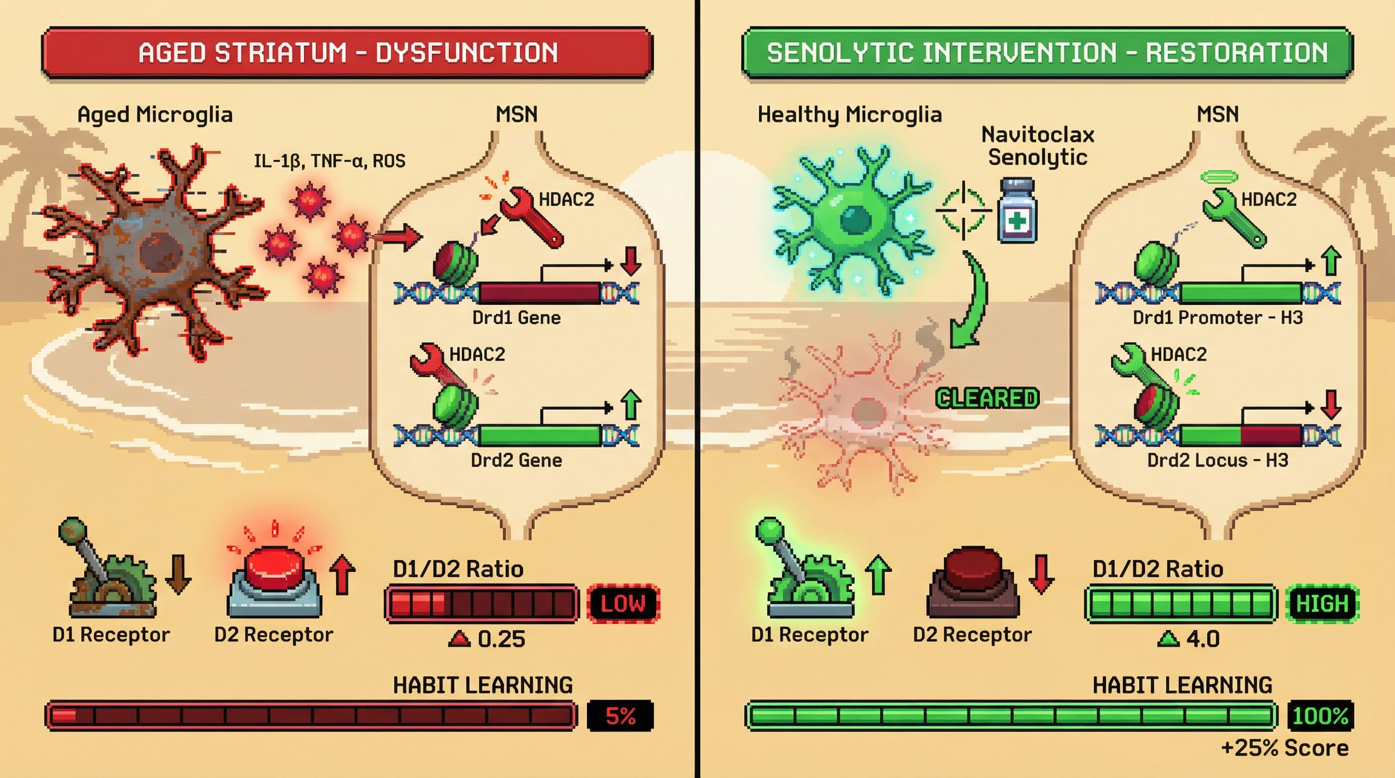 Infographic for: Age‑dependent microglial senescence skews striatal D1/D2 receptor balance and precipitates habit circuit dysfunction before Parkinson’s onset