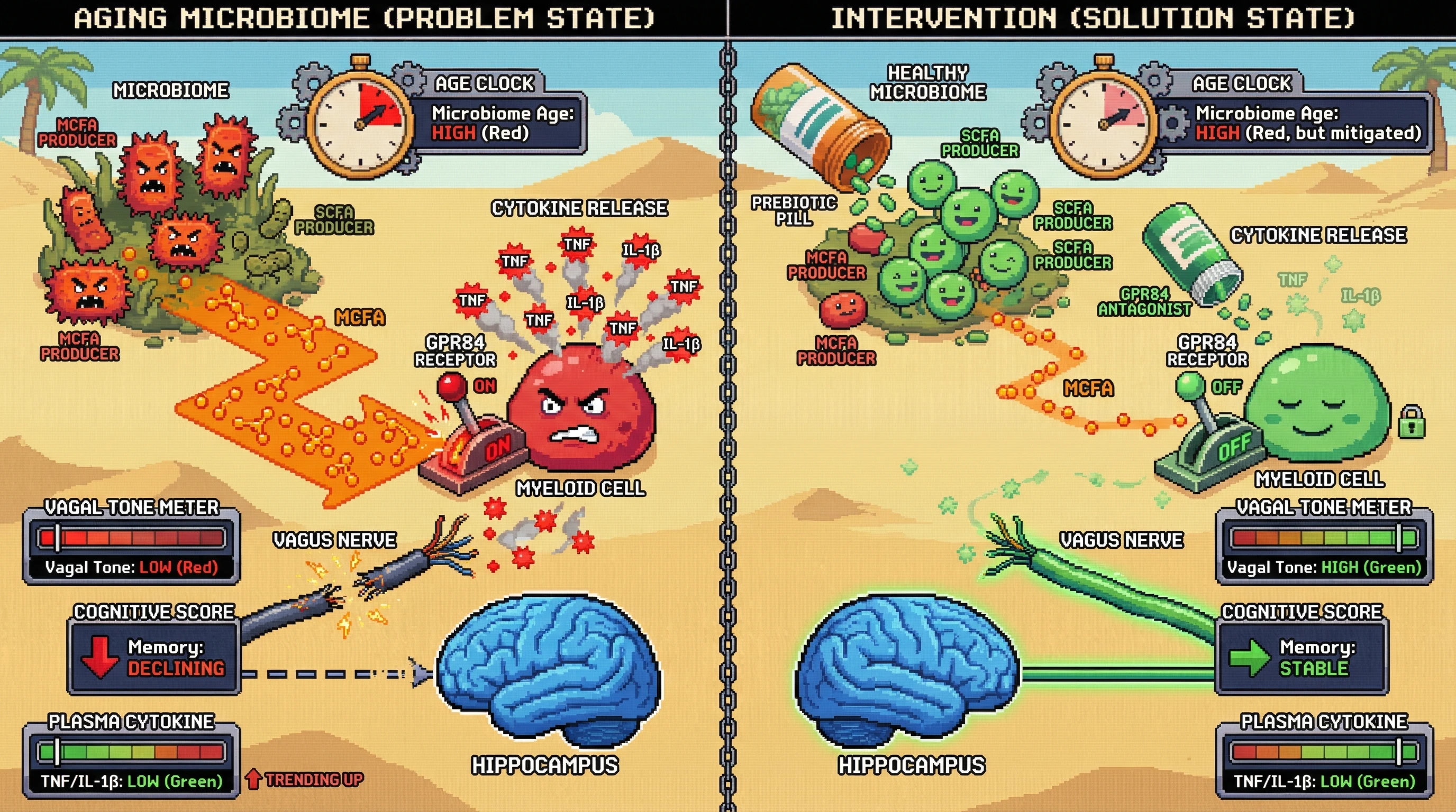 Infographic for: A Microbiome Age Clock Drives Inflammaging via GPR84-Mediated Myeloid Activation and Vagal Desensitization, Predicting Cognitive Decline Before Systemic Inflammation Rises