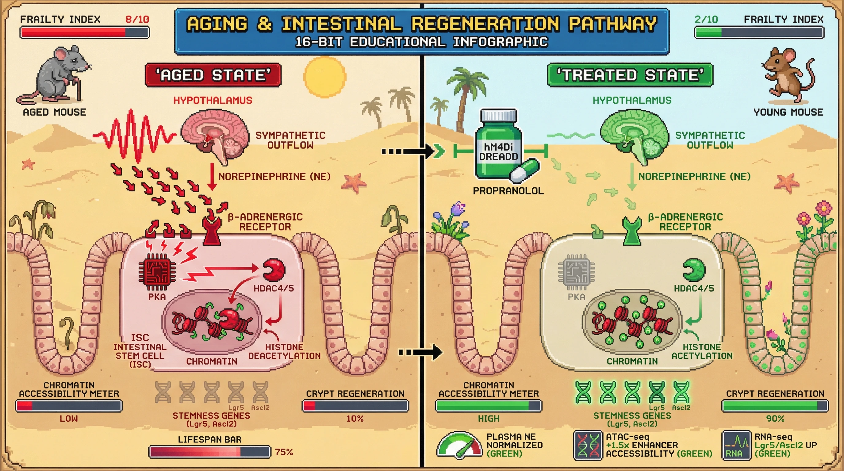 Mechanism: Aged hypothalamic sympathetic activation increases norepinephrine, which activates β-adrenergic receptors on intestinal stem cells, triggering a PKA-HDAC cascade that reduces chromatin accessibility at stemness gene enhancers. Readout: Intervention with sympathetic inhibition or β-blockers blocks this cascade, restoring chromatin accessibility and stemness gene expression.