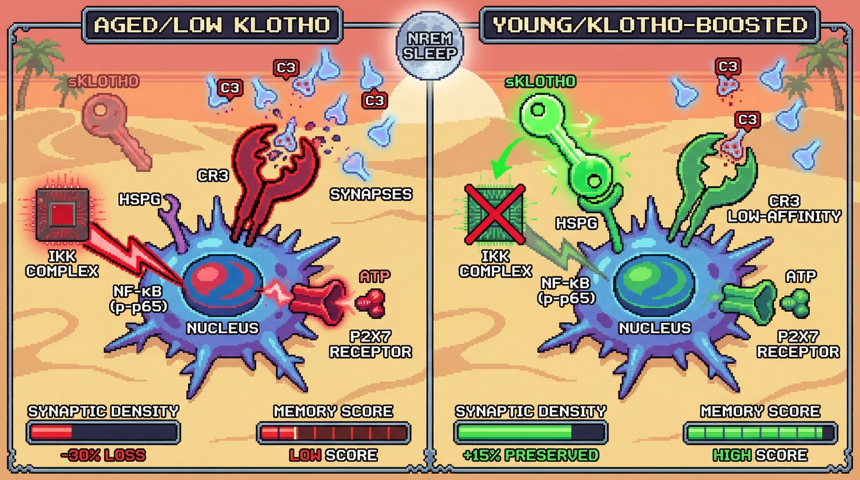Infographic for: Klotho-dependent microglial priming gates sleep‑specific synaptic pruning via complement C3a receptor signaling