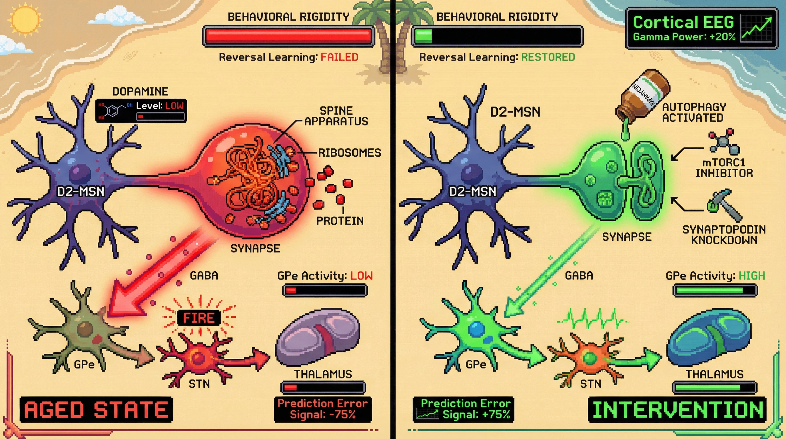 Infographic for: Over-consolidation of D2-MSN synapses drives age-related behavioral rigidity via persistent spine apparatus–dependent protein synthesis