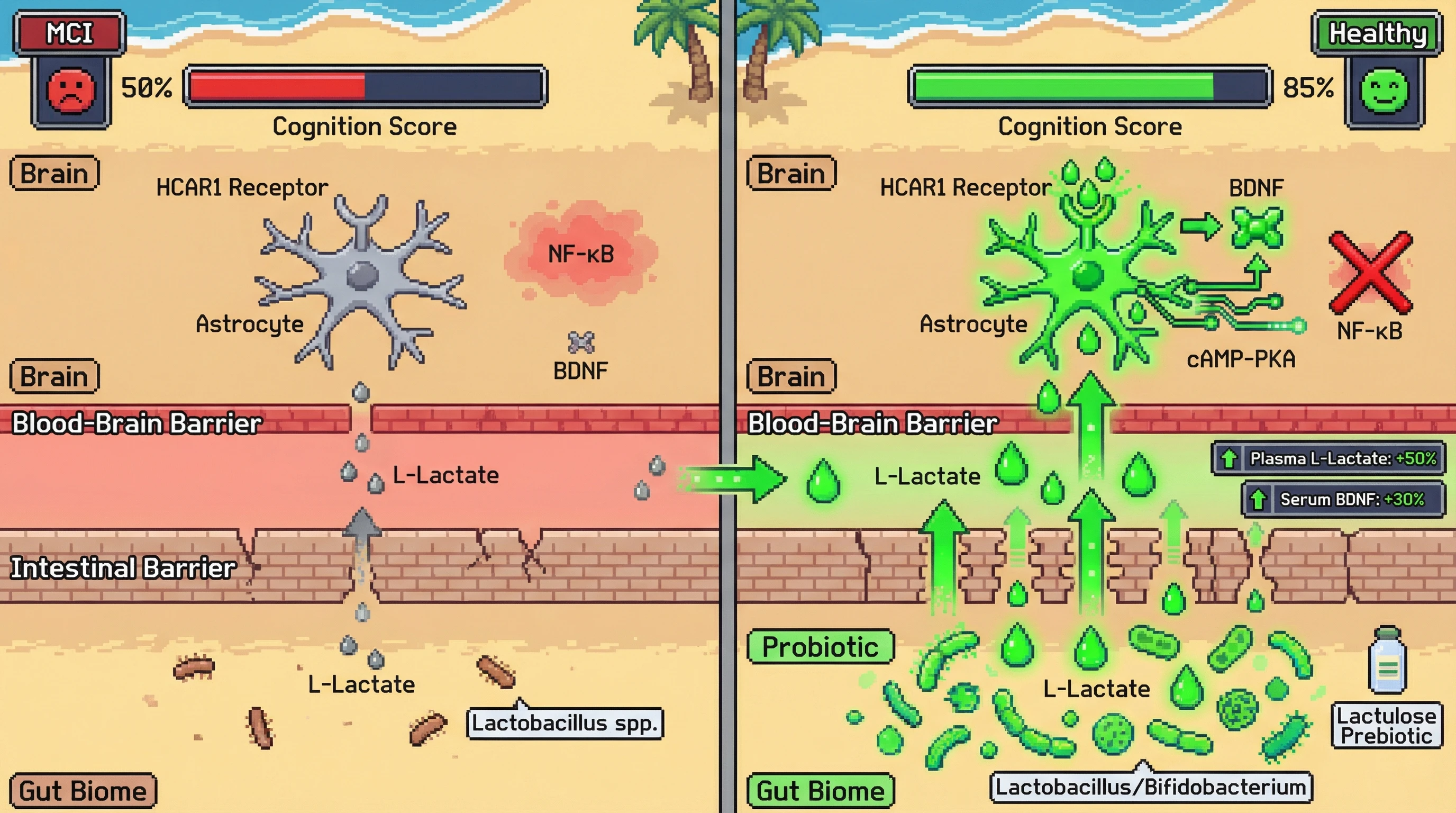 Infographic for: Precision Lactate‑Modulating Probiotics Boost Cognition via Astrocytic HCAR1 Signaling in Mild Cognitive Impairment