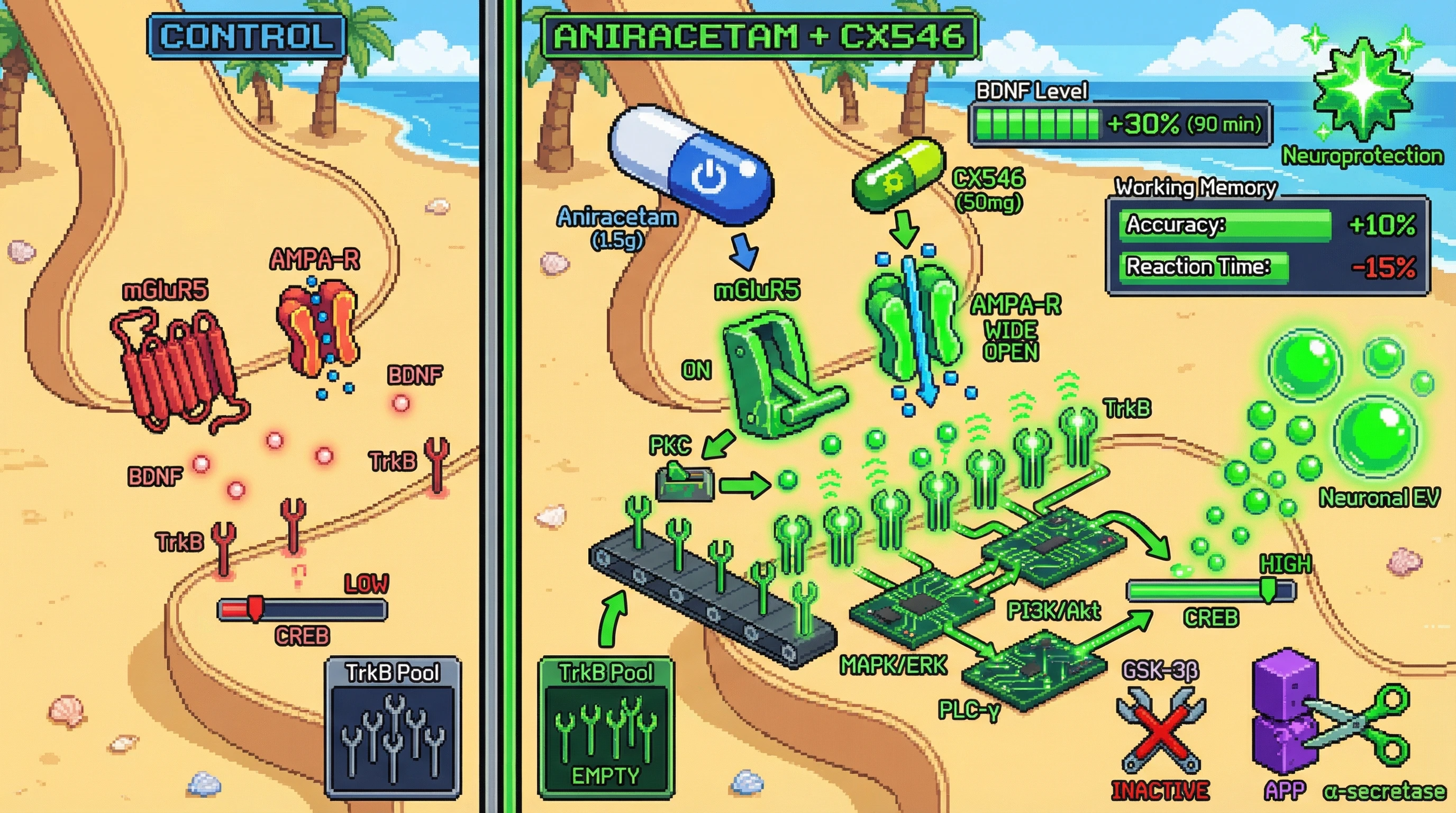 Infographic for: Aniracetam‑mGluR5 activation synergizes with type II AMPAkine‑induced BDNF/TrkB signaling to boost working memory in healthy adults