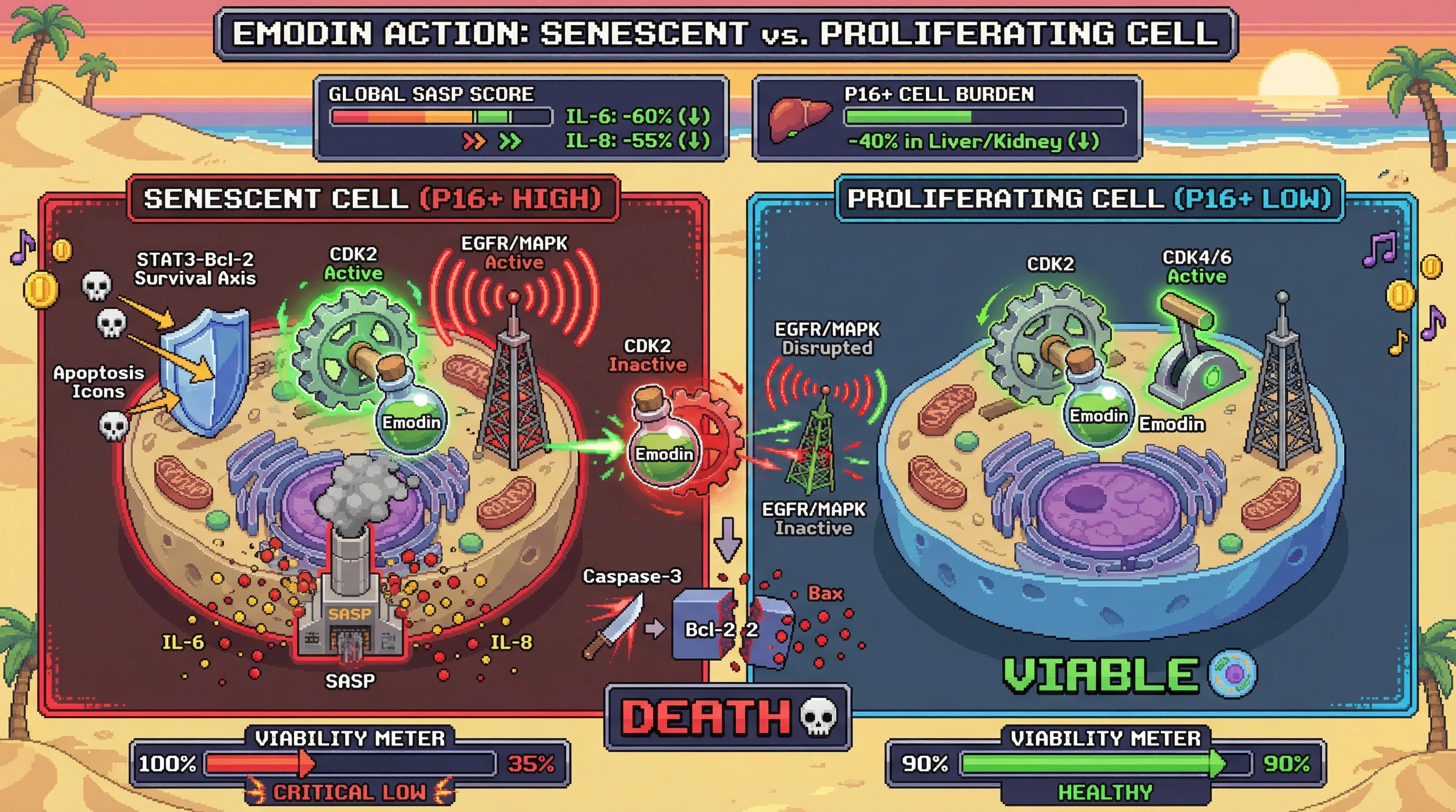 Infographic for: Emodin induces selective senescent cell death by exploiting CDK2 dependence and EGFR/MAPK‑STAT3 co‑inhibition