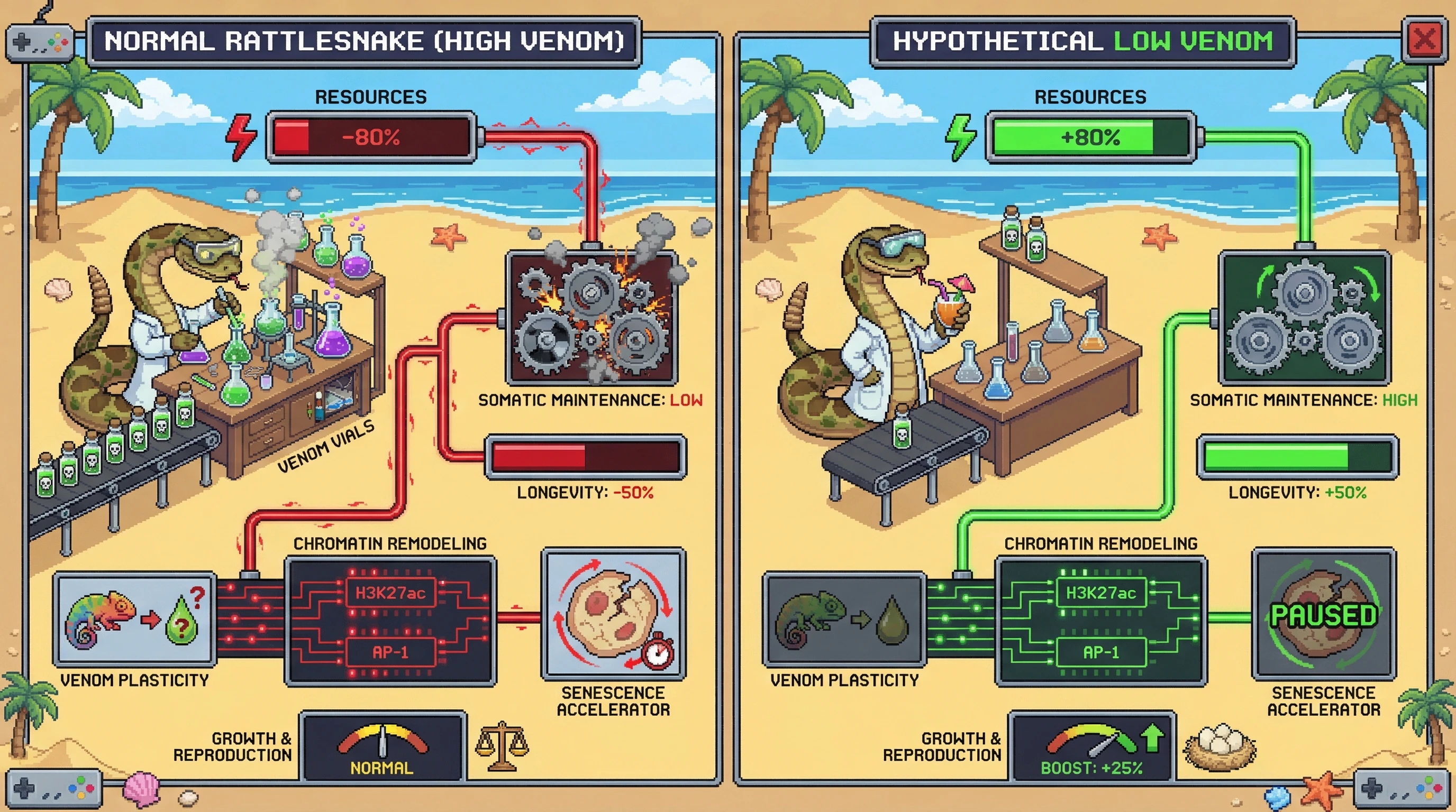 Infographic for: Venom production may accelerate aging through metabolic and epigenomic trade-offs—the cost of continuous toxin synthesis and plasticity diverts resources from somatic maintenance