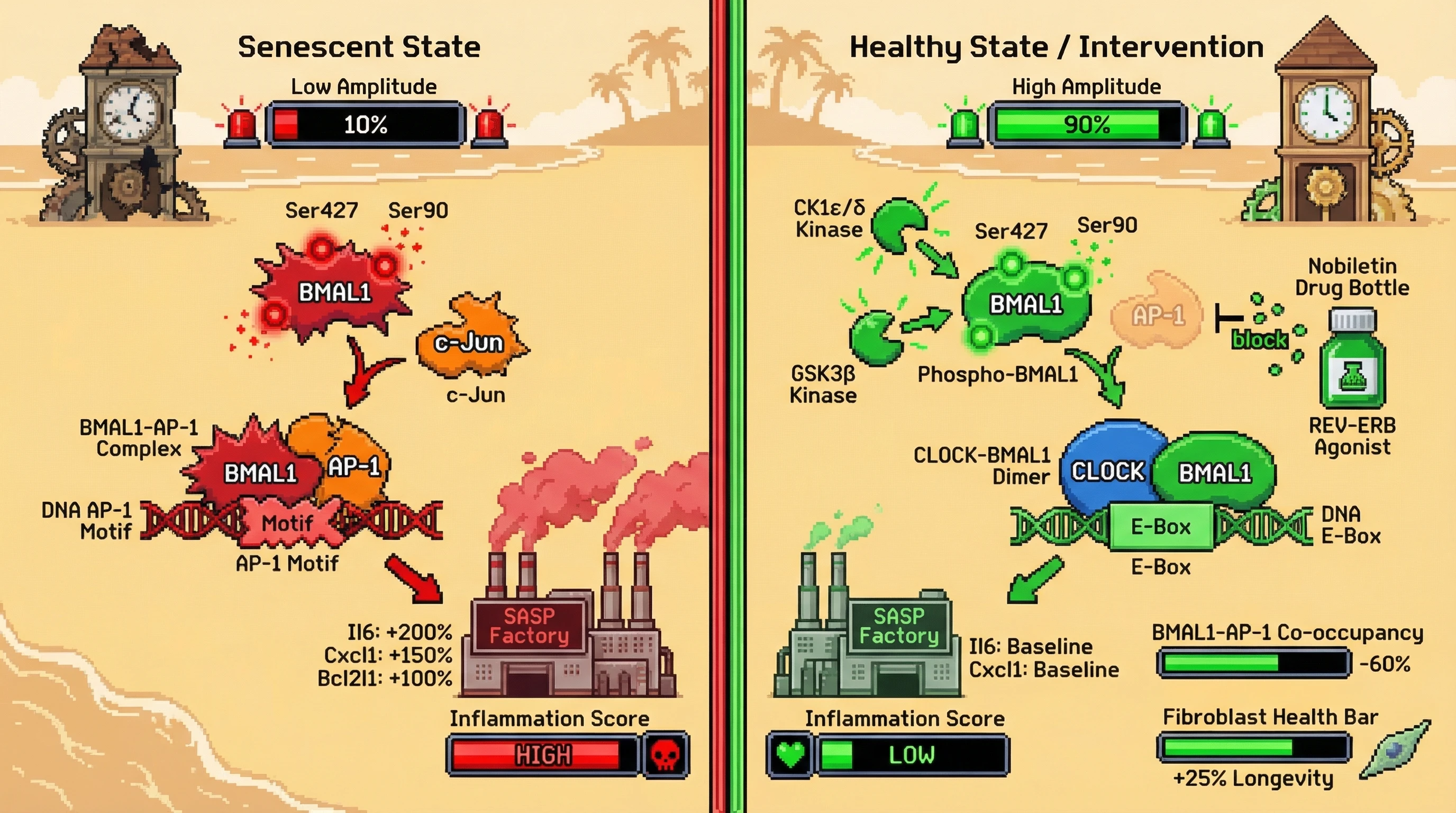 Infographic for: Circadian Amplitude Gates BMAL1's Switch from Clock to AP-1 Driver in Senescence