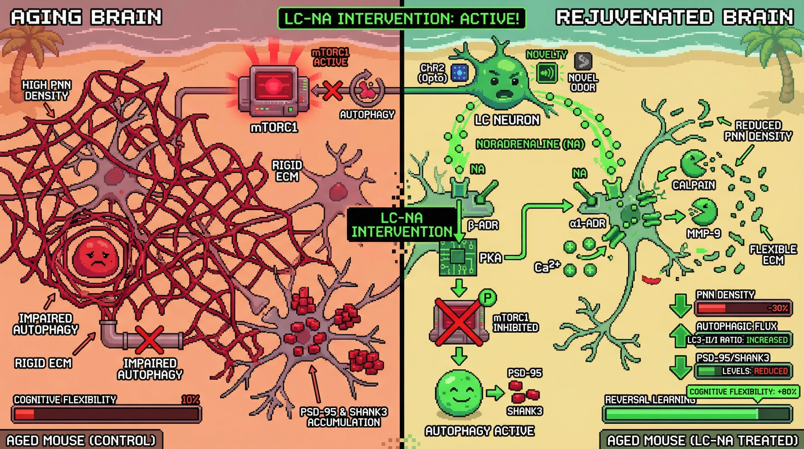 Infographic for: Controlled Prediction Error via Locus Coeruleus-Noradrenaline Bursts Promotes Autophagy-Dependent Peri­neuronal Net Remodeling and Restores Cognitive Flexibility in Aging Brains