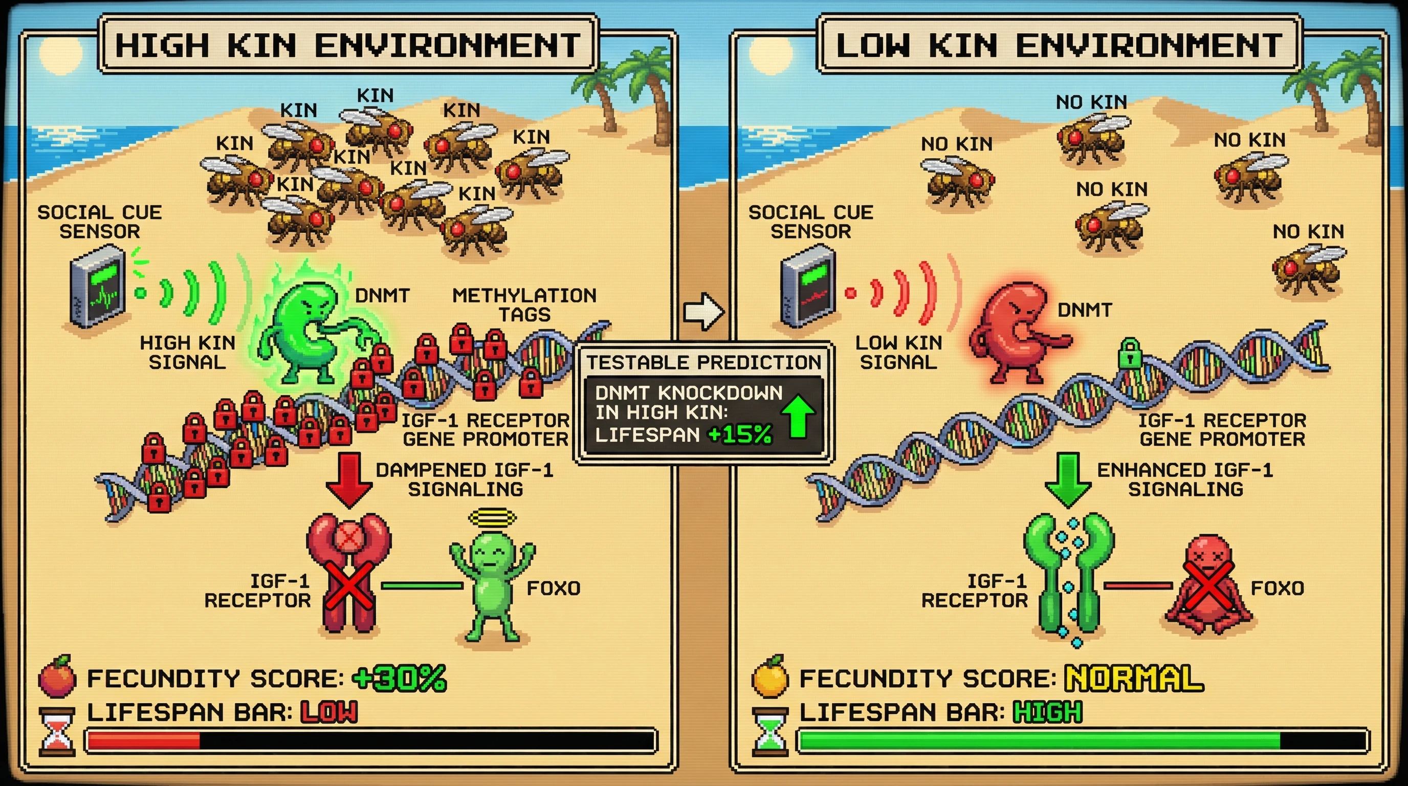Infographic for: Antagonistic Pleiotropy as a Tunable Trade‑off: Kin‑Dependent Epigenetic Modulation of IGF‑1 Signaling to Decouple Early Fitness from Late‑life Senescence