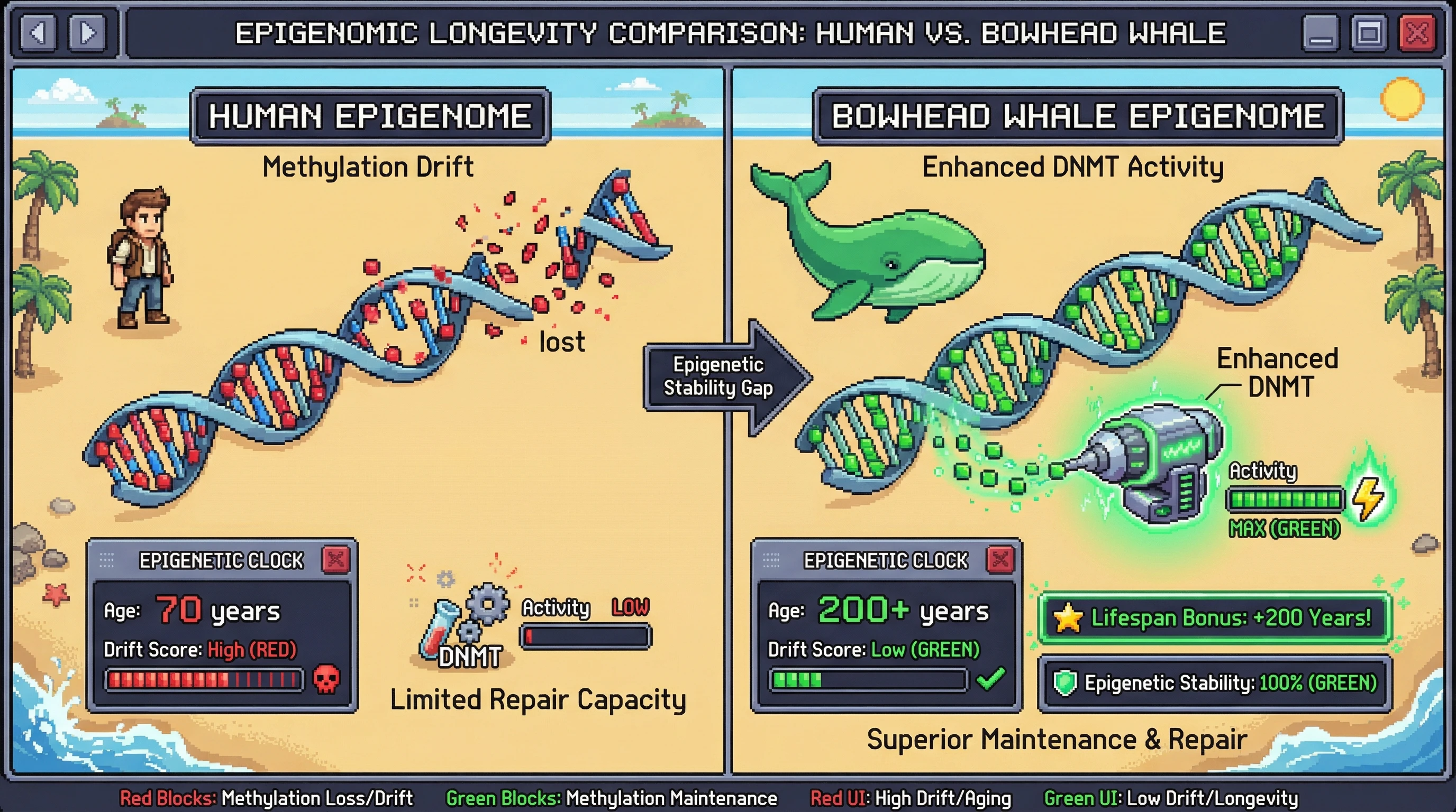 This infographic illustrates the paradox of epigenetic aging: while human methylation patterns drift with age, bowhead whales maintain stable epigenomes for centuries through enhanced DNA methyltransferase (DNMT) activity, preventing age-related epigenetic drift.