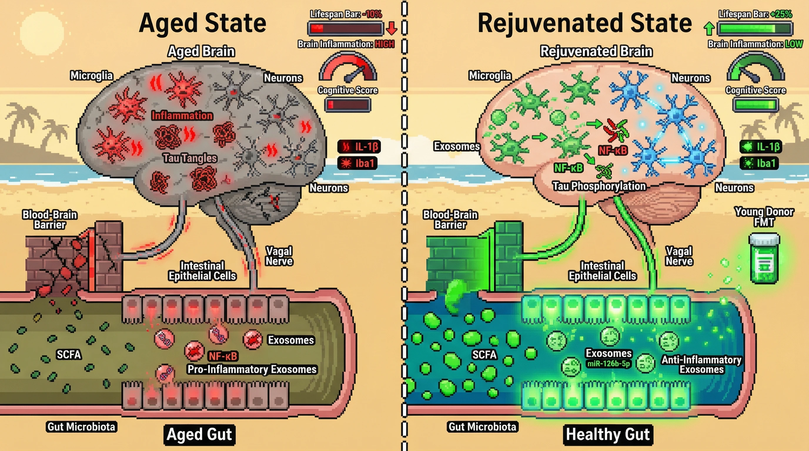 Infographic for: Bottom‑Up Rejuvenation: Testing Whether Gut‑Derived Exosome Reprogramming Drives Longevity Benefits of Caloric Restriction