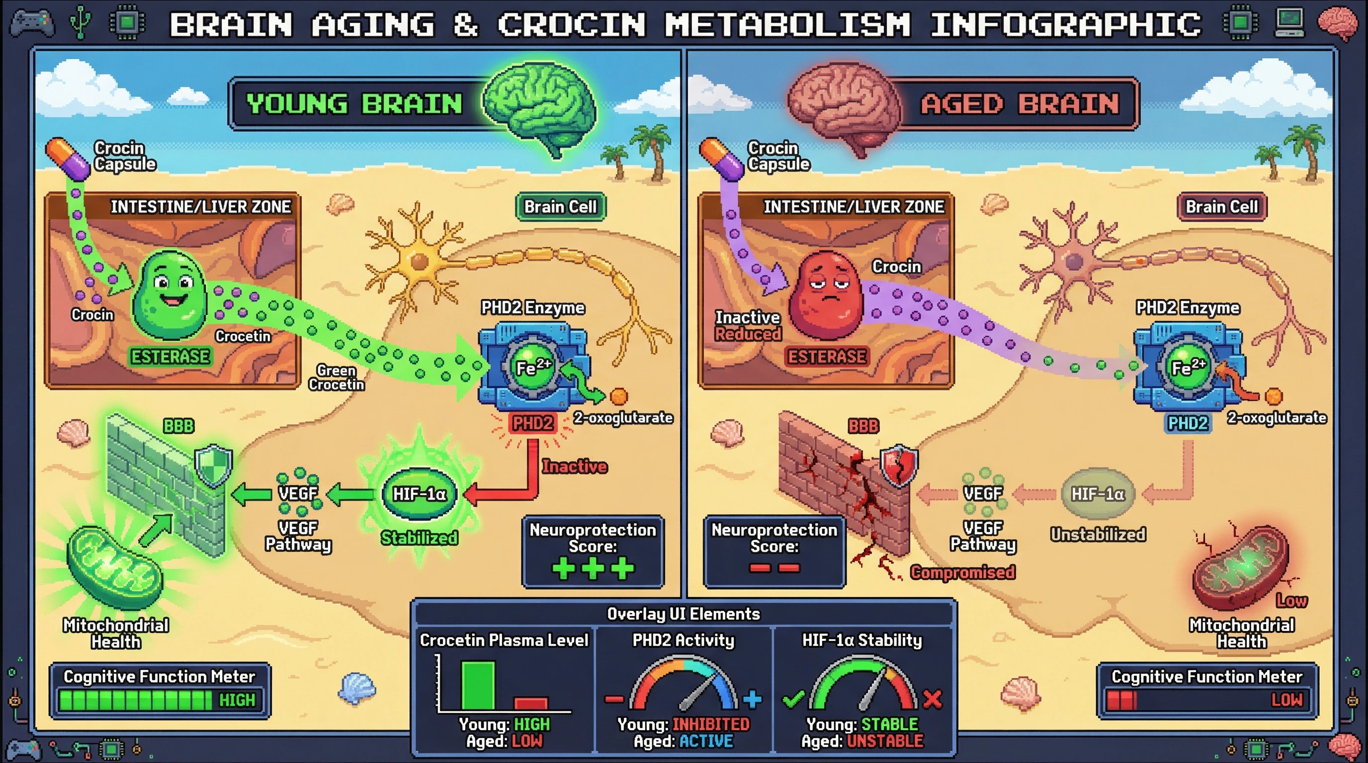 Mechanism: Age-related decline in esterase activity reduces crocin's conversion to crocetin, limiting crocetin's ability to inhibit PHD2 and stabilize HIF-1α in the aged brain. Readout: Readout: This leads to decreased neuroprotection, lower cognitive function, and compromised blood-brain barrier integrity in aged animals compared to young.