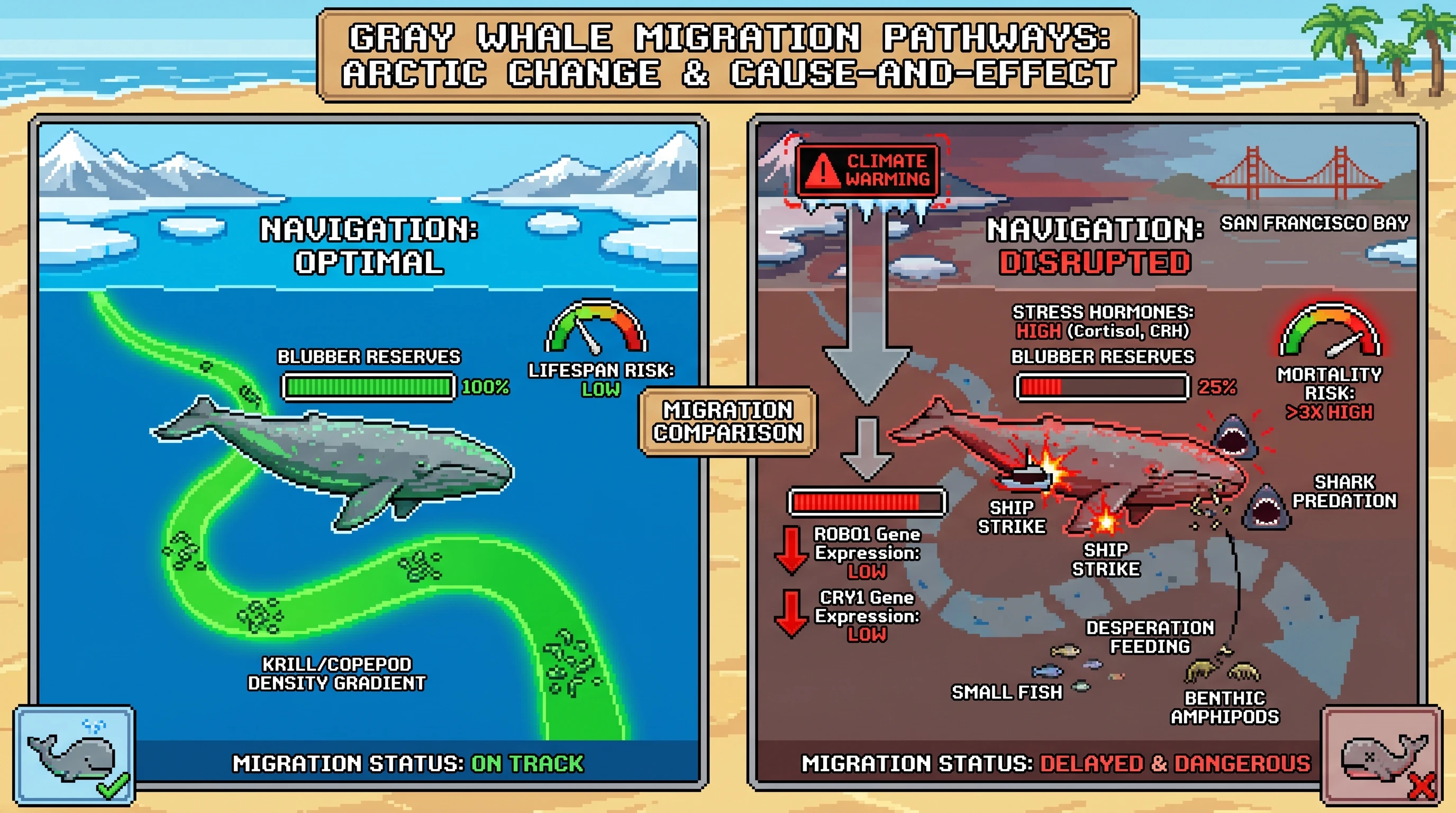 Infographic for: Hypothesis: Arctic Food-Web Collapse Triggers Maladaptive Navigation Syndrome in Gray Whale Populations