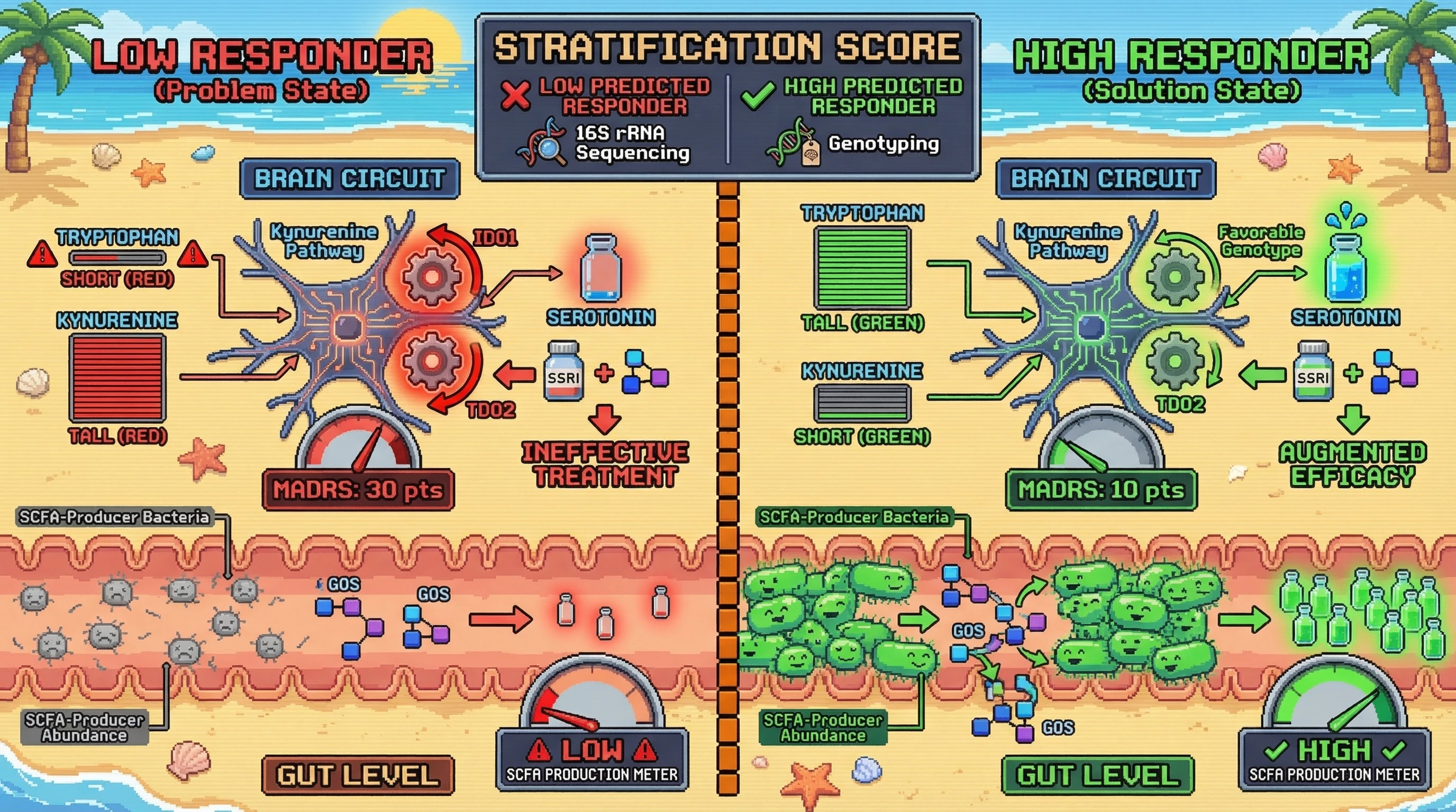 Mechanism: Prebiotic (GOS) and SSRI efficacy is enhanced in individuals with high baseline SCFA-producer bacteria and a favorable kynurenine pathway genotype. Readout: Readout: This stratification leads to reduced IDO1/TDO2 activity, increased serotonin availability, and a significantly lower MADRS depression score.
